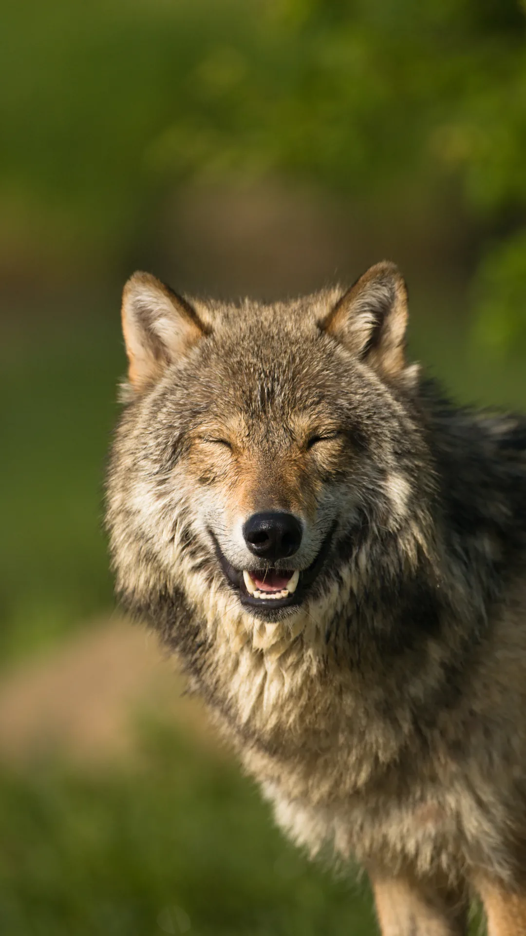 Wisconsin's grey wolves fell 30% in one year from illegal hunting