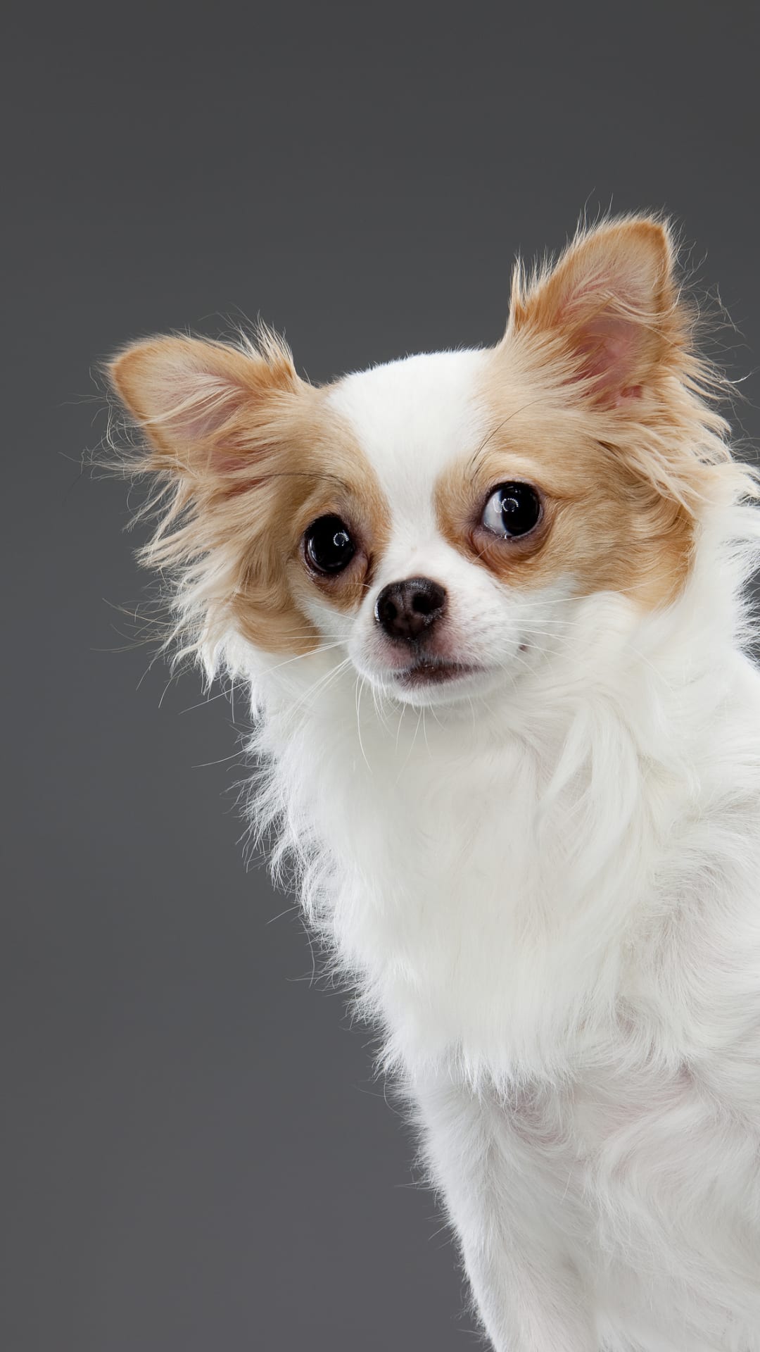 3 perros chiquitos de raza para tener en departamento como mascota