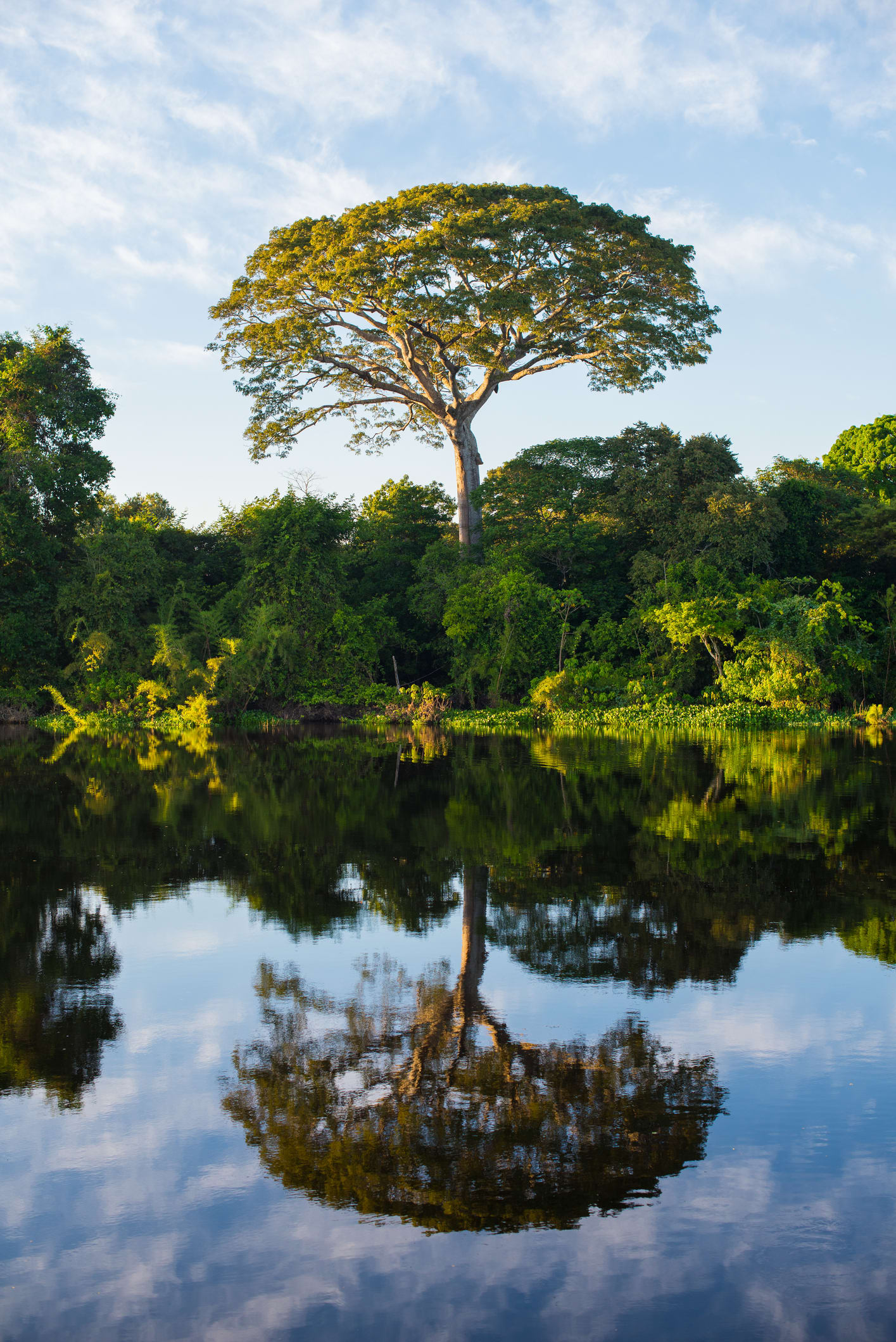 Amazzonia: la deforestazione se ne frega della crisi climatica. In sei mesi sparisce un’area grande tre volte Roma