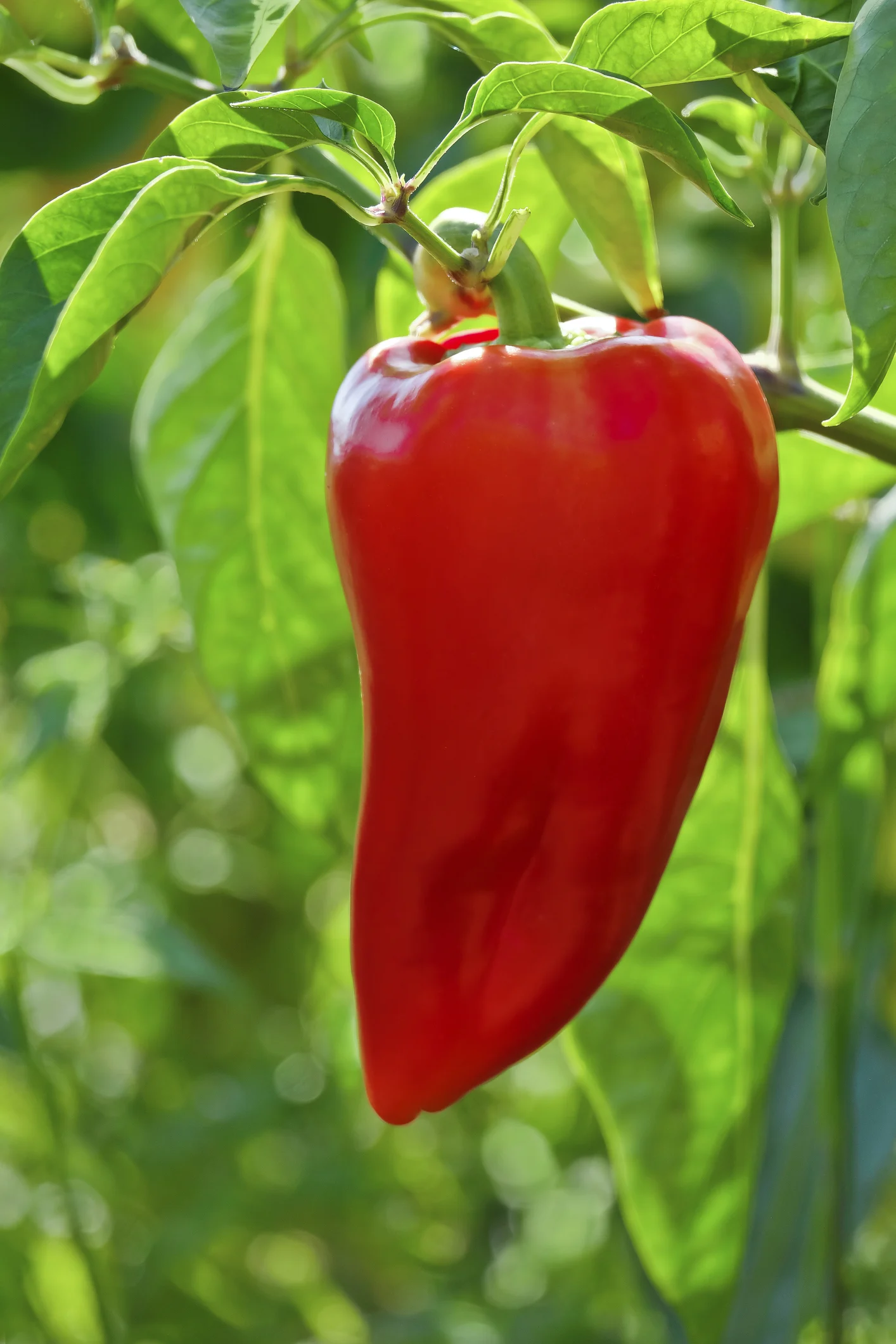 الفلفل الحلو .. منجم فوائد صحية لا تتركه أبداً