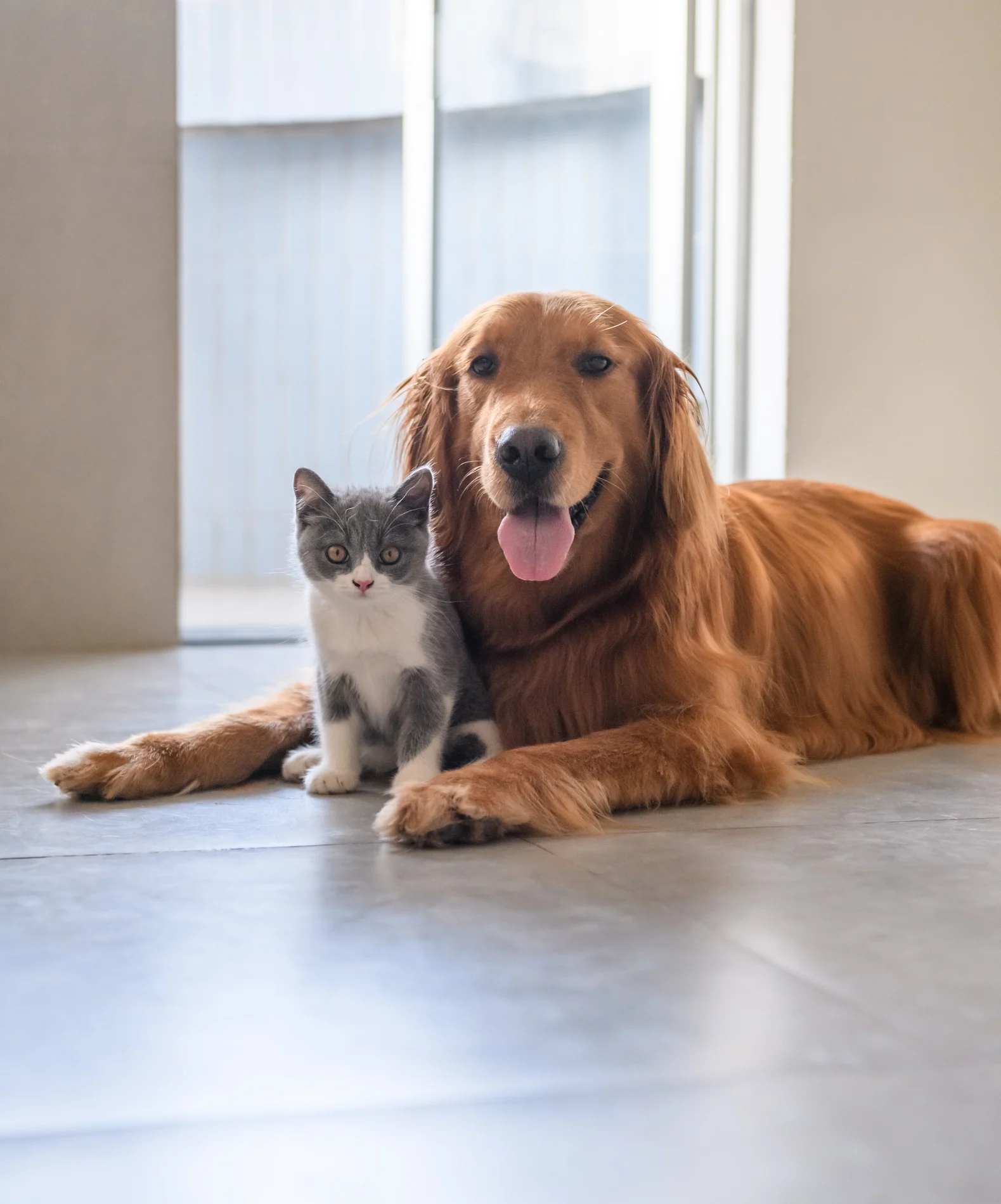 7 razas de perros que se llevan mejor con los gatos