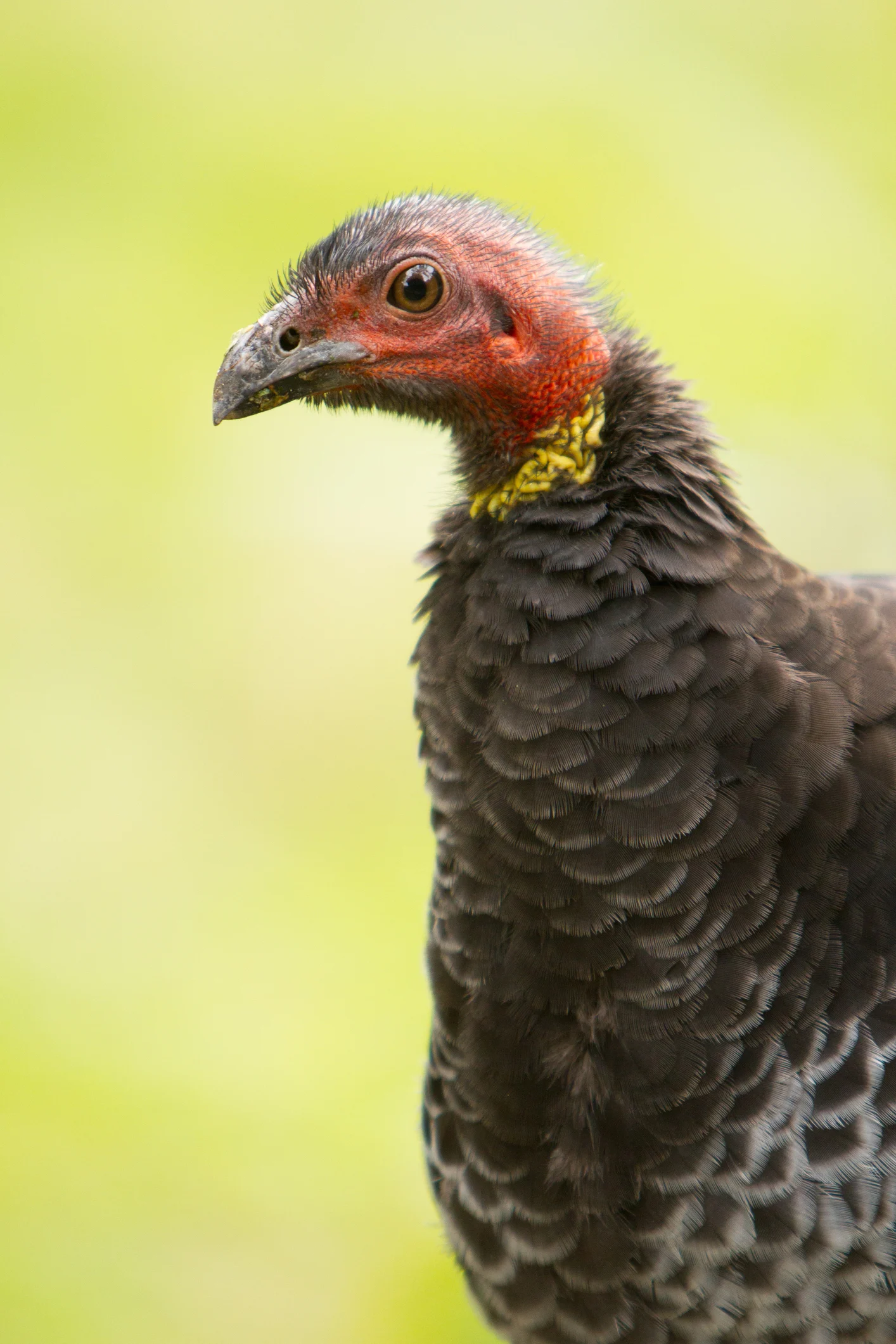 Are brush turkeys bad for my garden?