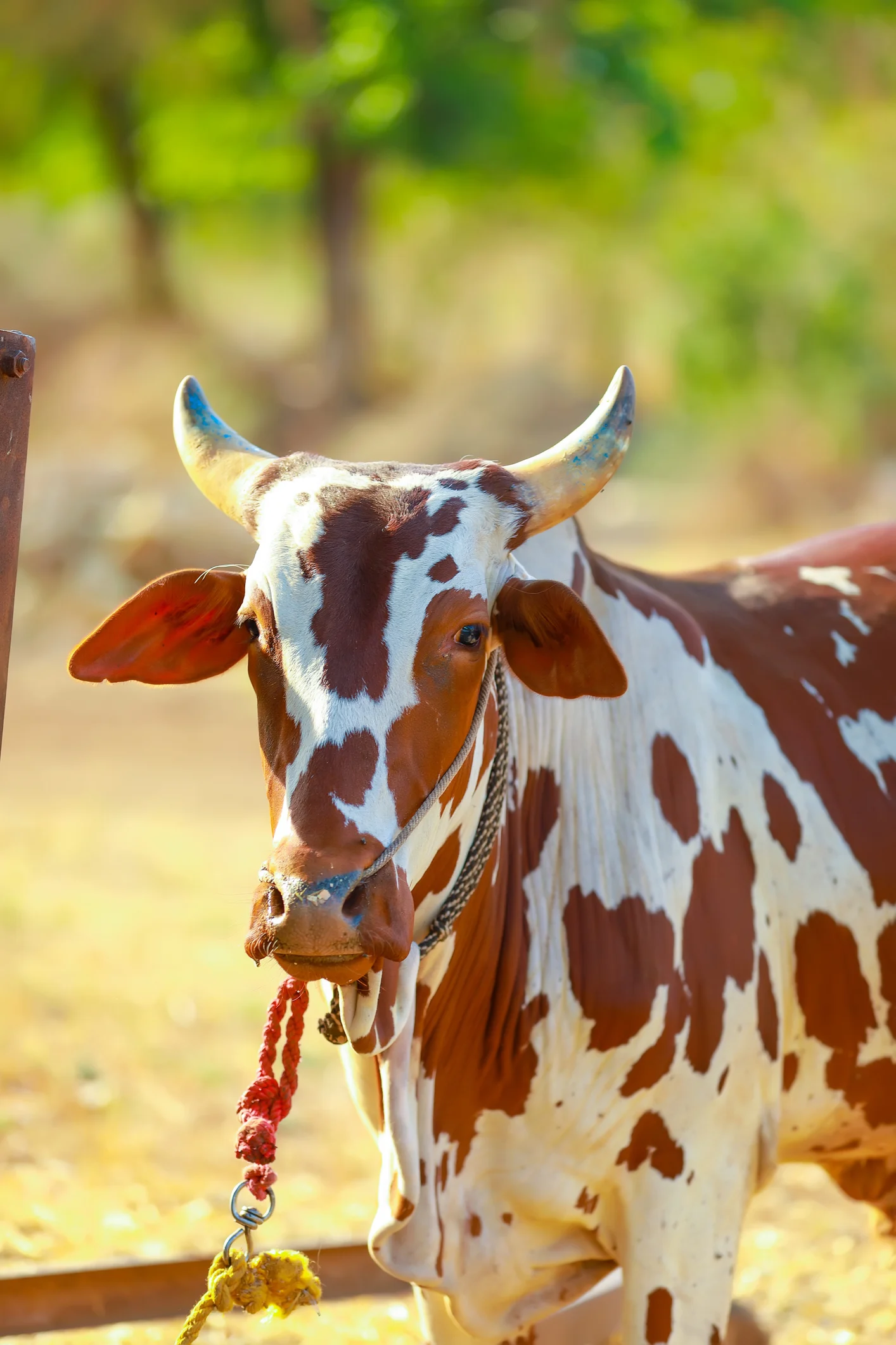 L’Inde mise sur la bouse de vache, une source d’énergie renouvelable prometteuse