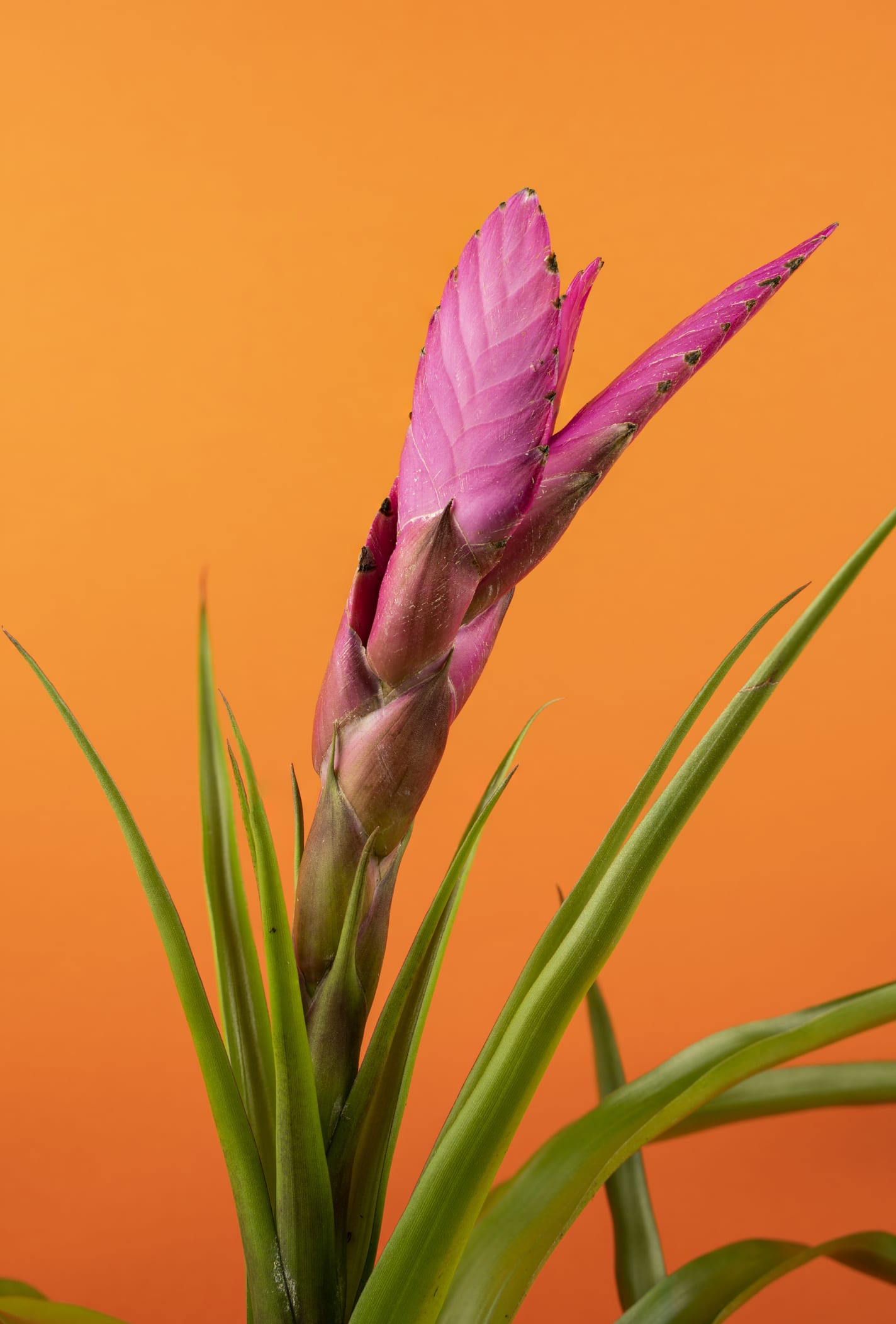 Tillandsia stricta. Uma planta aérea que é bonita e (muito) resistente