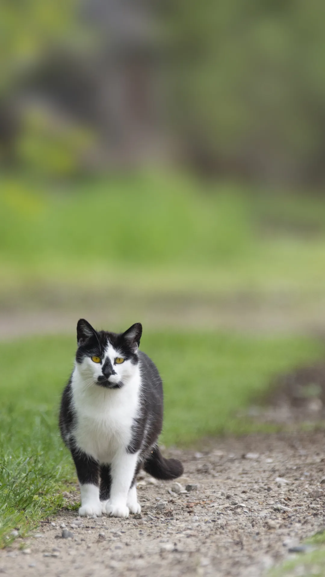 Woman goes on incredible mountain hiking adventures - with her cat in tow