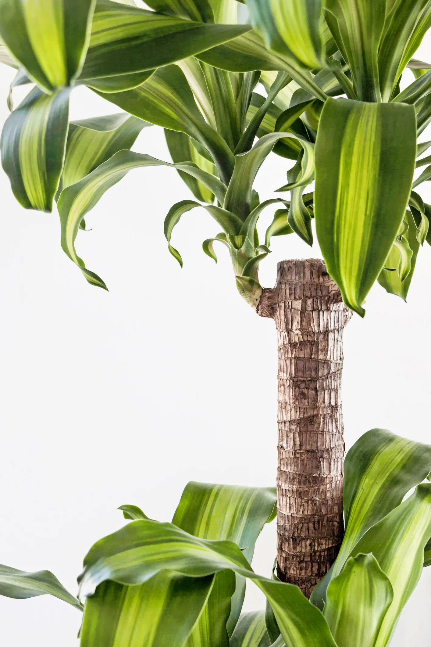 Qué significa según el Feng Shui cuando el palo de Brasil florece