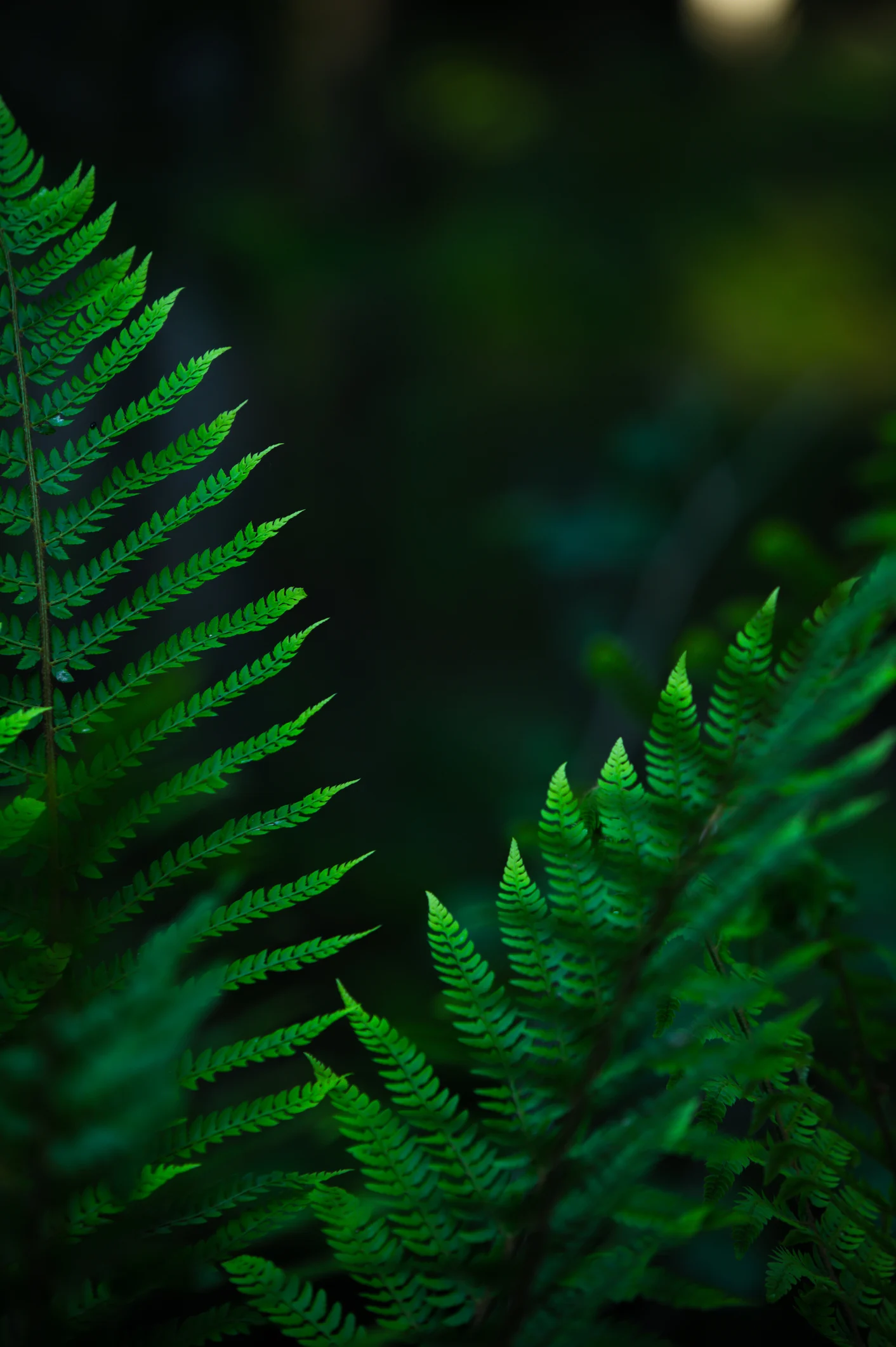 Kỳ lạ những phi vụ ‘chở gỗ về rừng’ ở Lâm Đồng