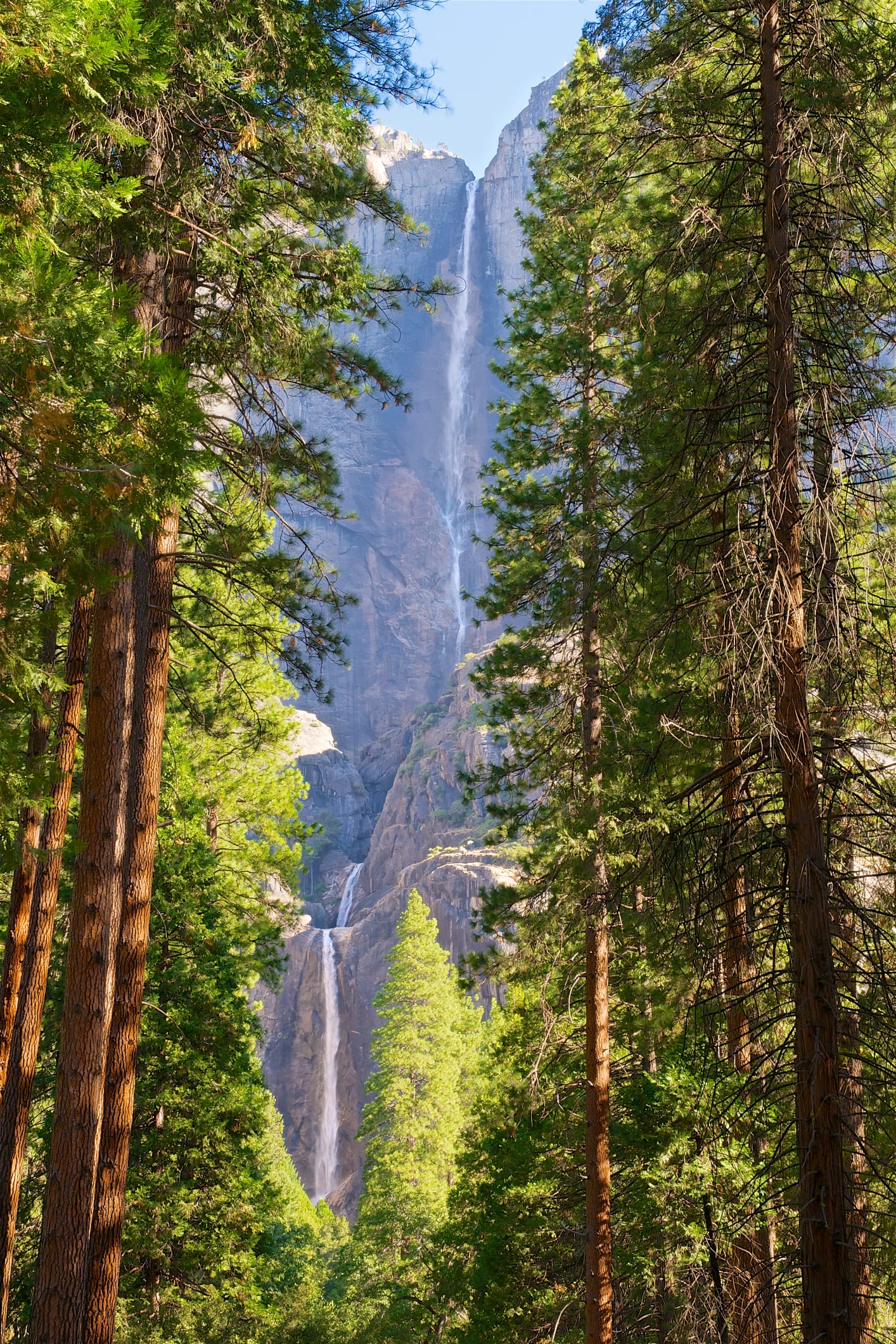 Así es Hyperión, el árbol más grande del mundo