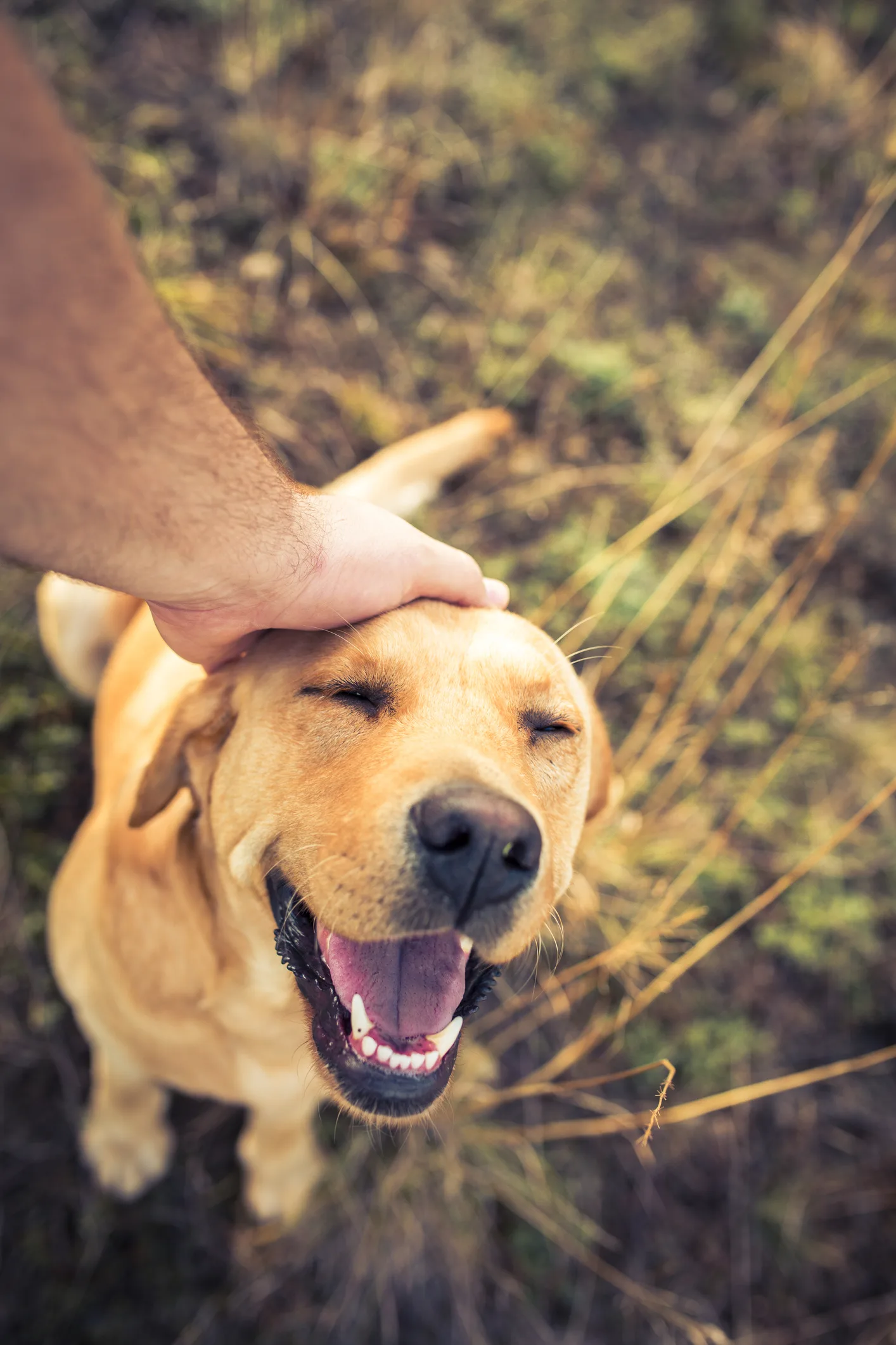 I cani percepiscono le nostre intenzioni? Risponde la scienza