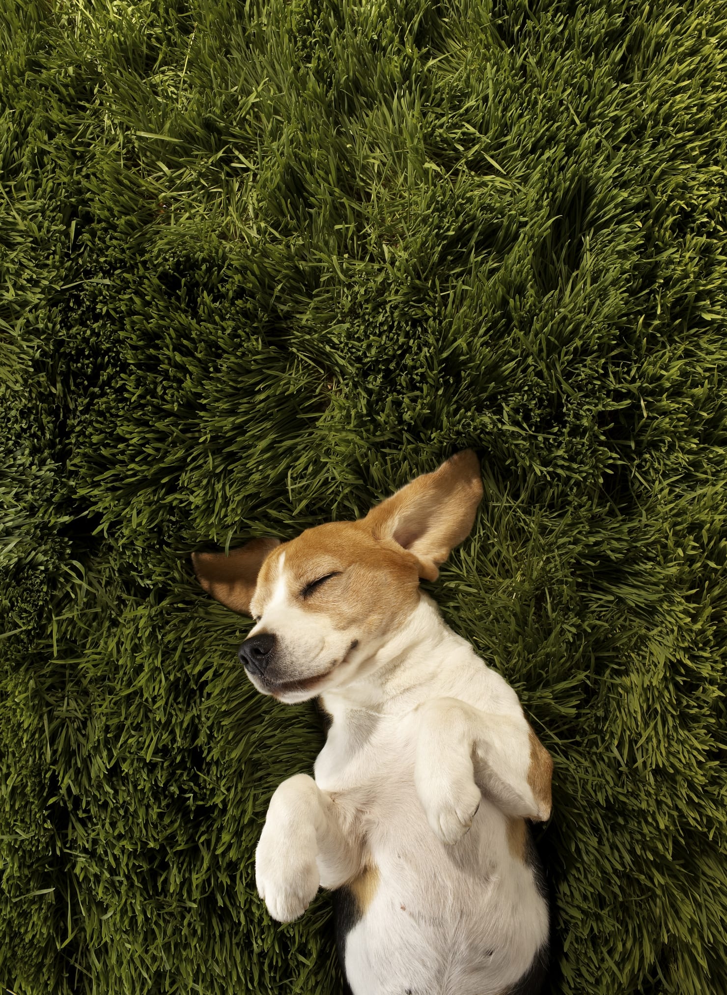 Video of Dog Turned Into Arcanine Goes Viral on Tiktok