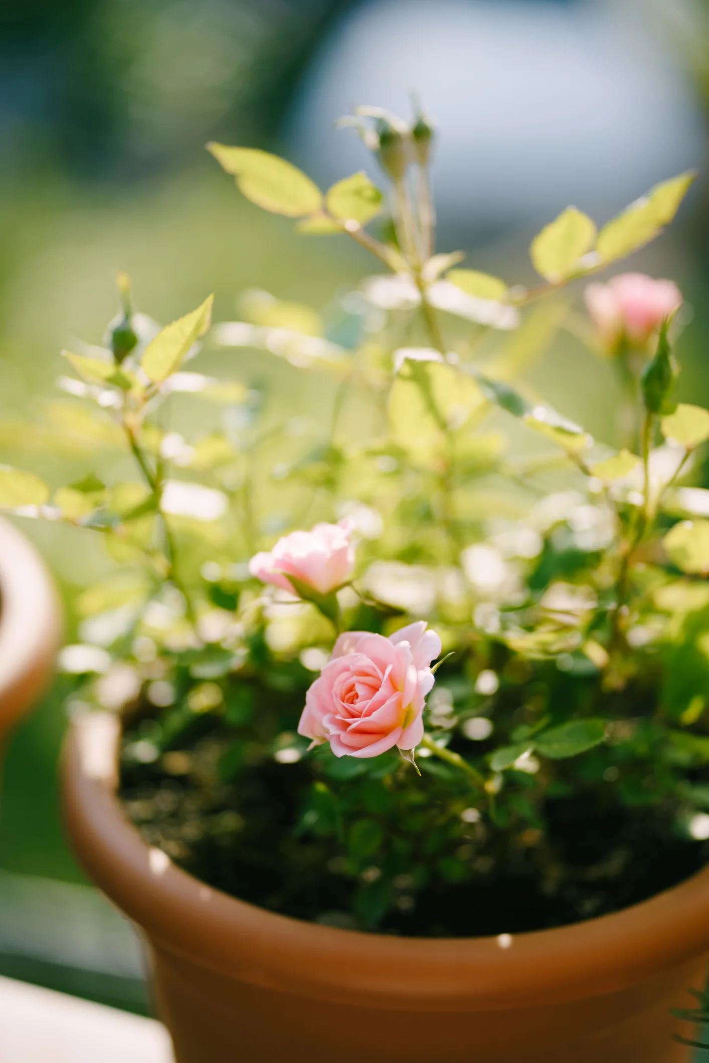 Fundamental, cómo cuidar un rosal en maceta