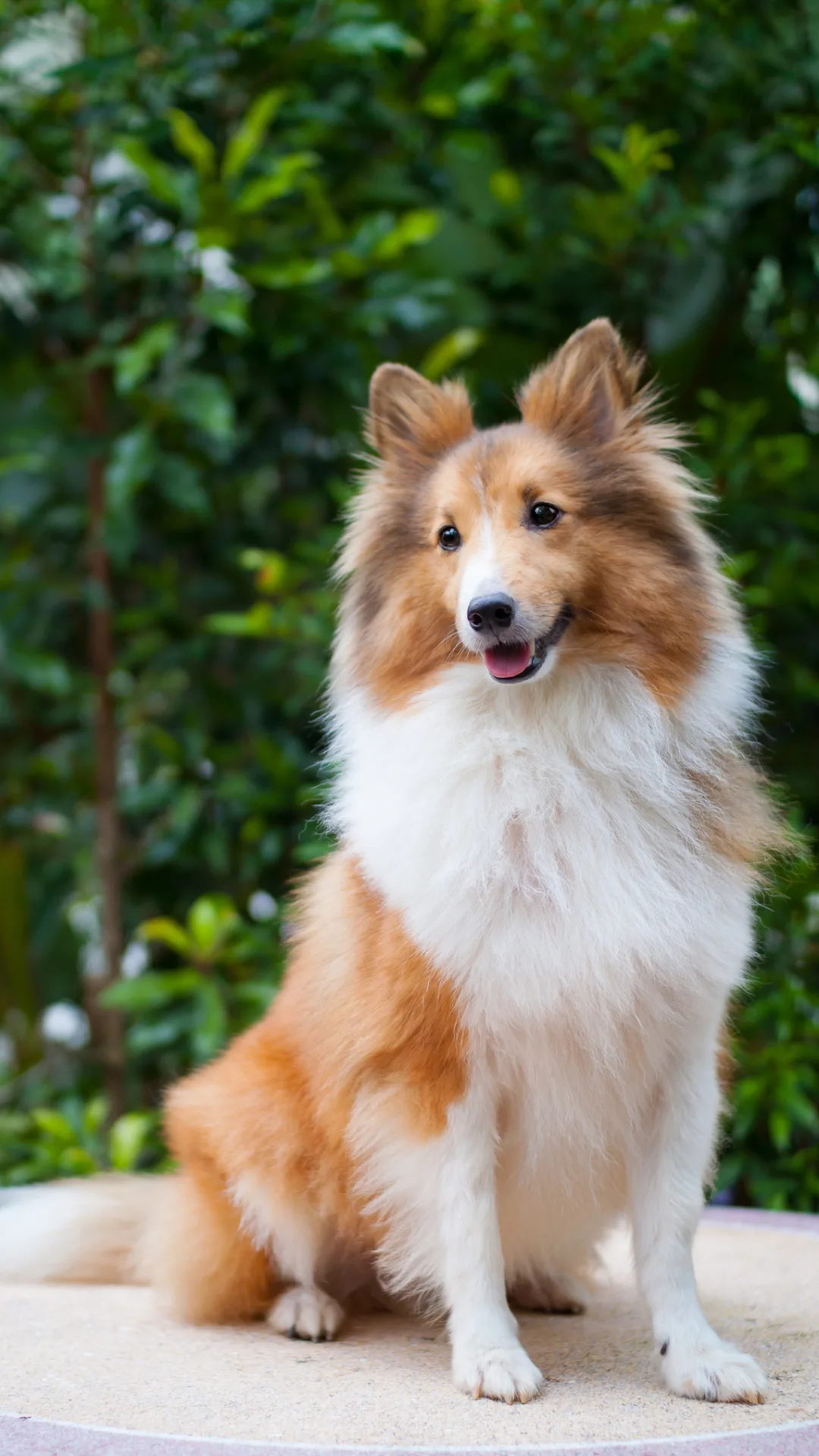 21 Dogs That Get Along with Cats