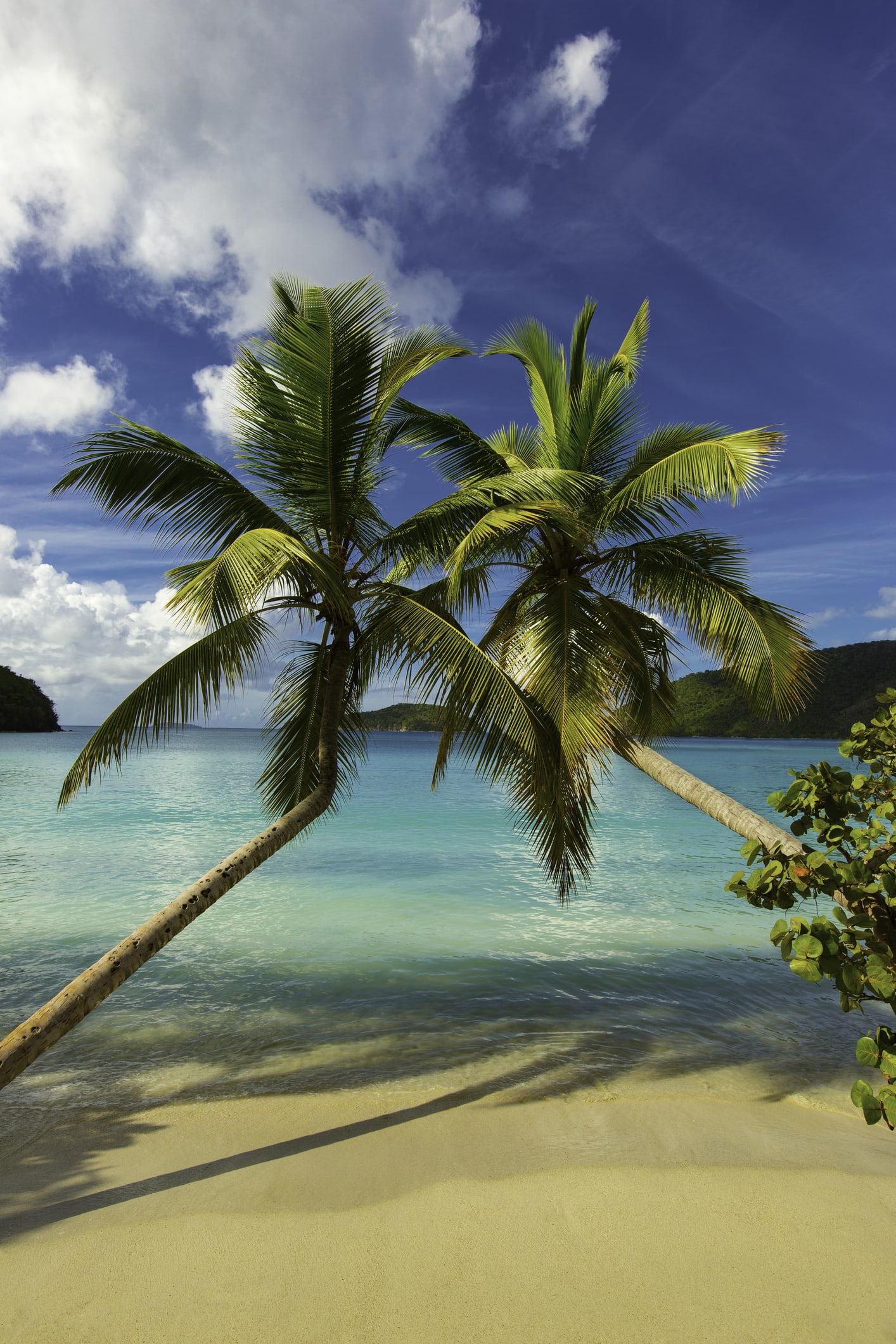 Caribbean choked by seaweed that kills wildlife and harms tourism