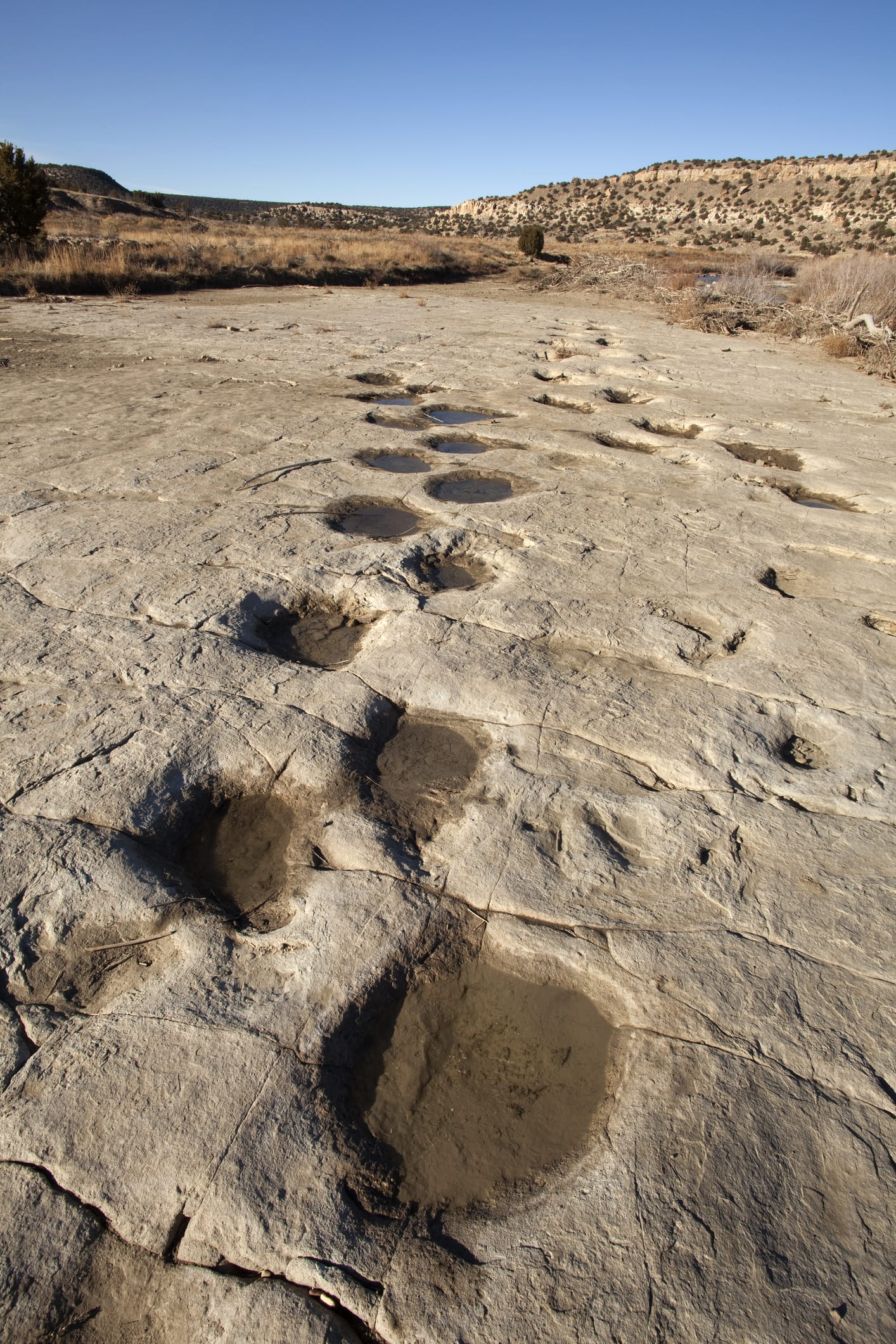 ทีมวิจัยระบุรอยเท้าไดโนเสาร์อายุ 100 ล้านปีในจีน