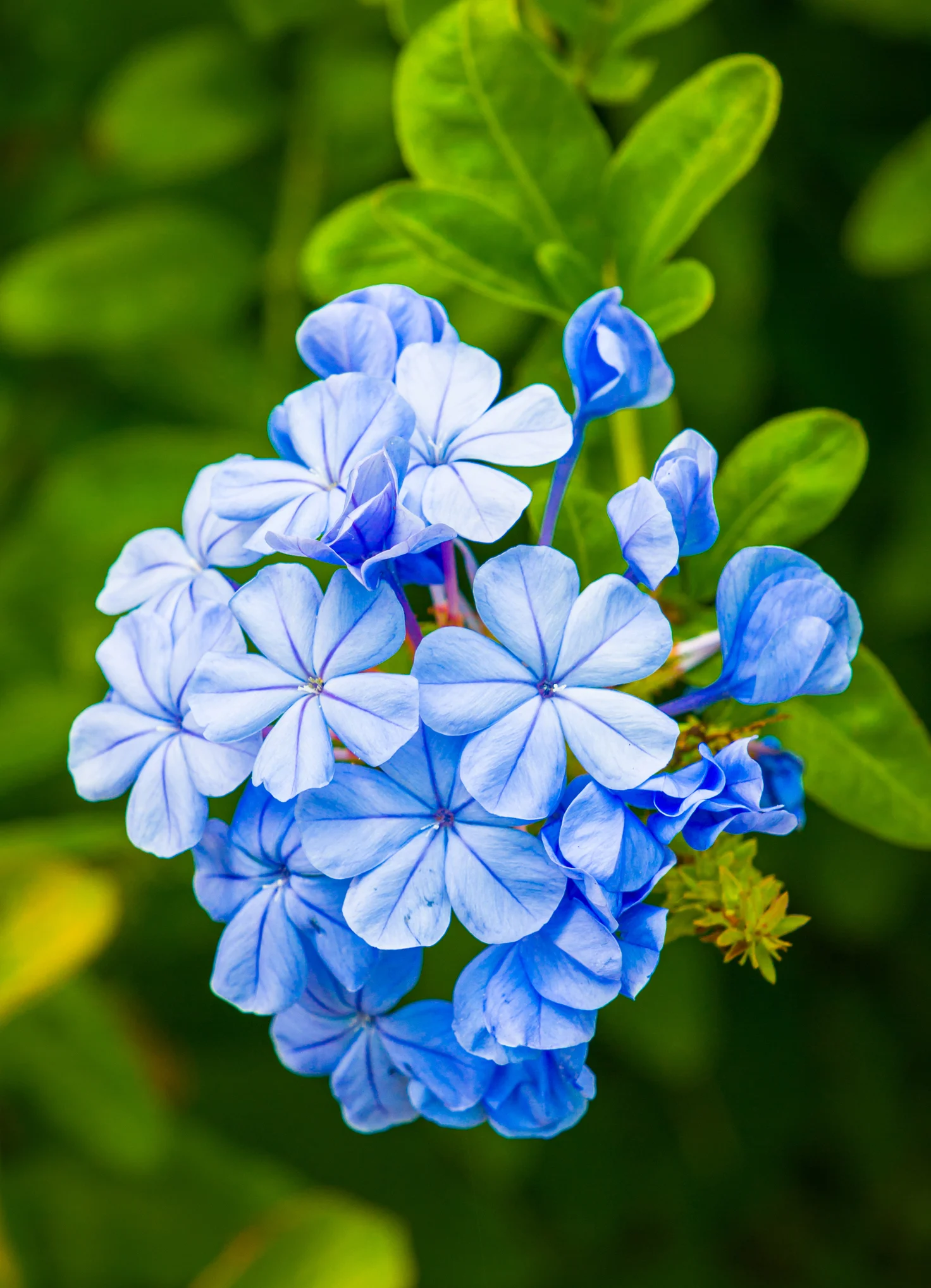 Dal rinvaso alla potatura: come coltivare il plumbago in 10 efficaci mosse