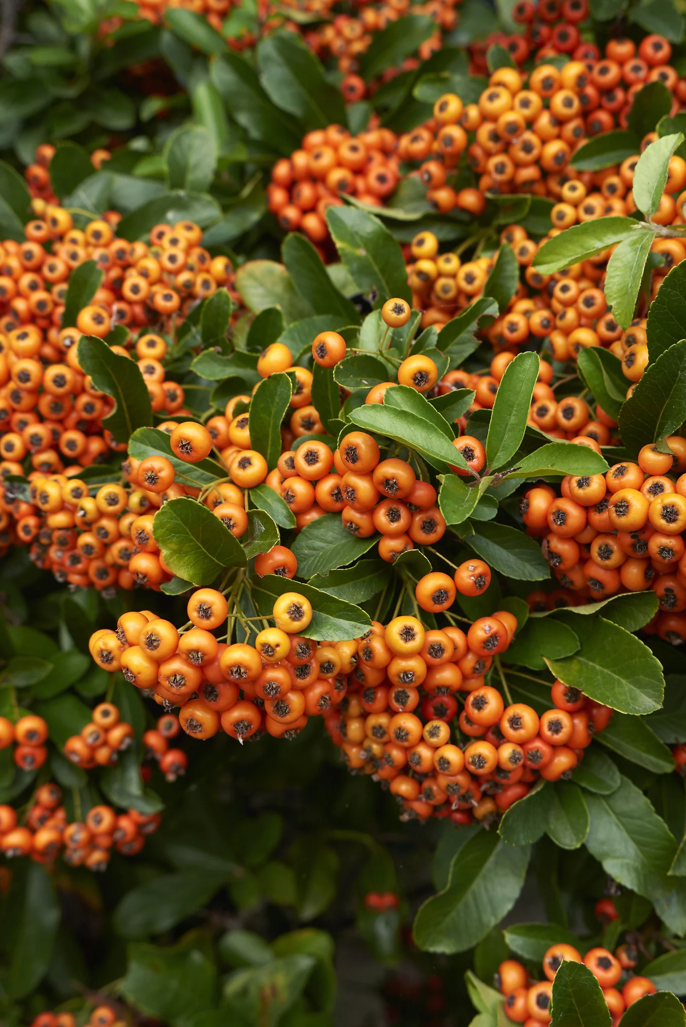 Які ягоди небезпечні для людини: топ-5 отруйних рослин