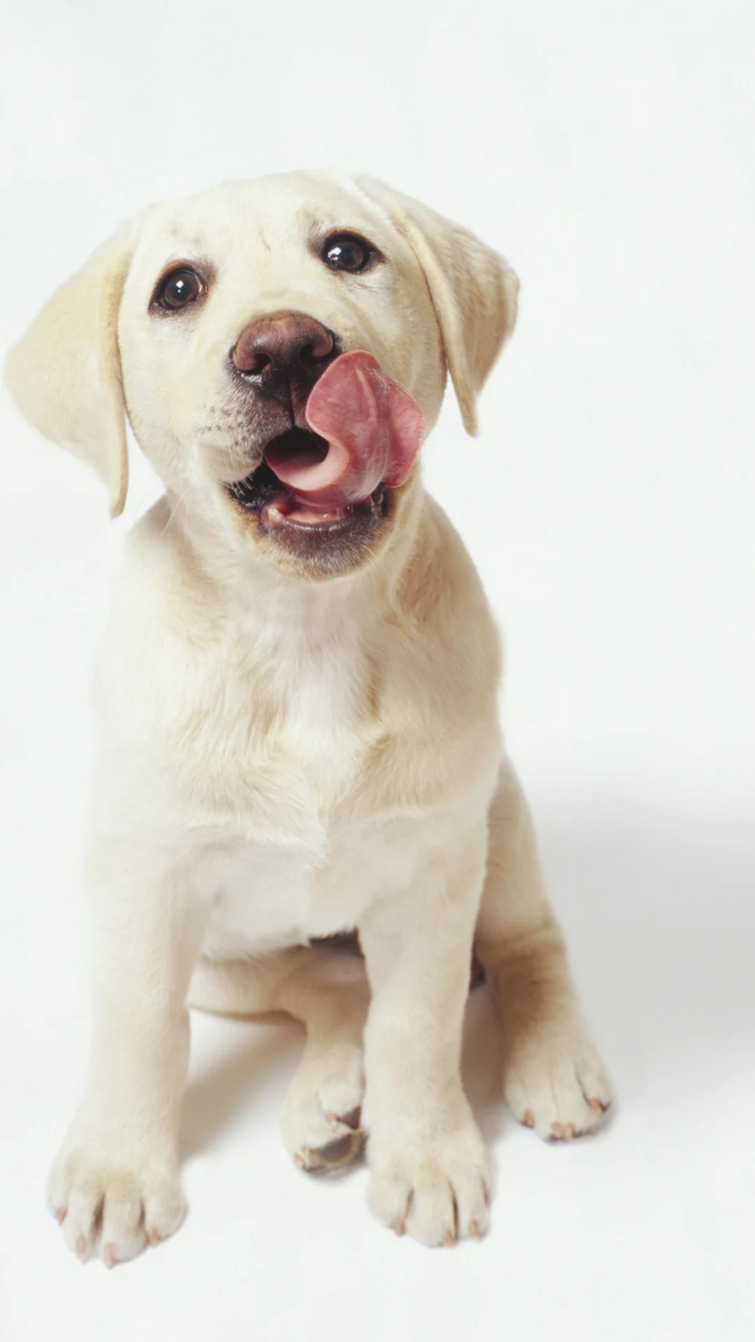 Perros Labradores bebés: precio, fotos, criaderos y características