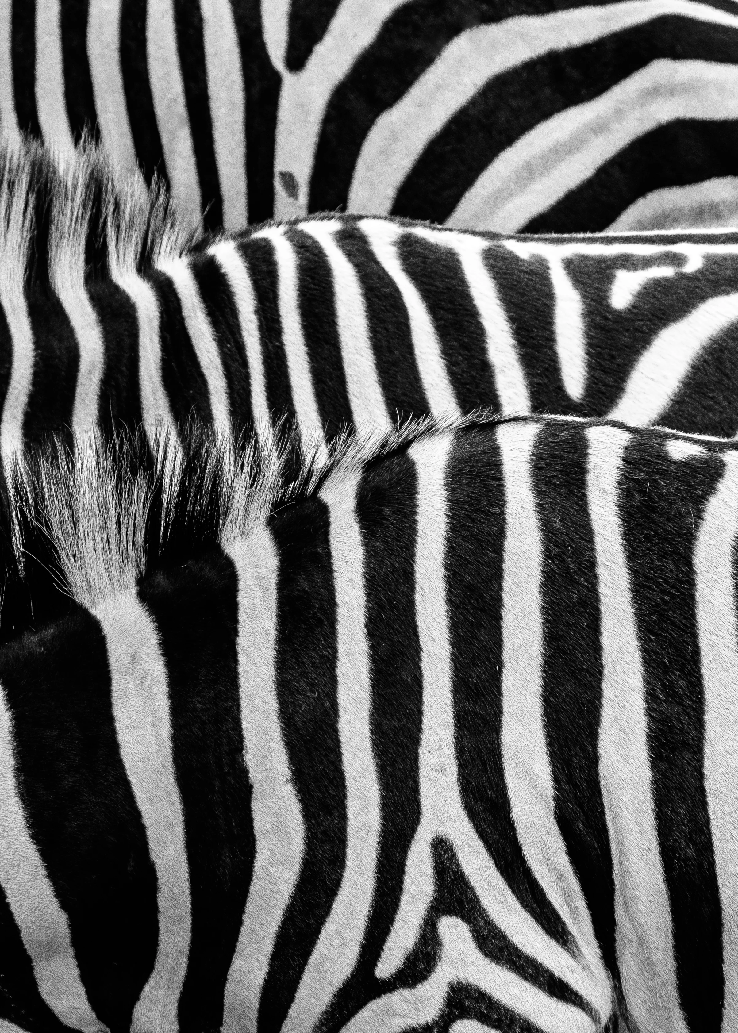 Le mystère des rayures du zèbre enfin résolu ? Des scientifiques affirment savoir quel est leur rôle