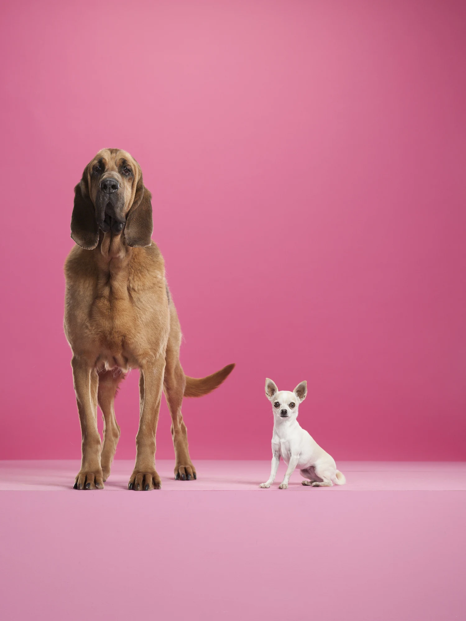 Here's why your dog always stares at you