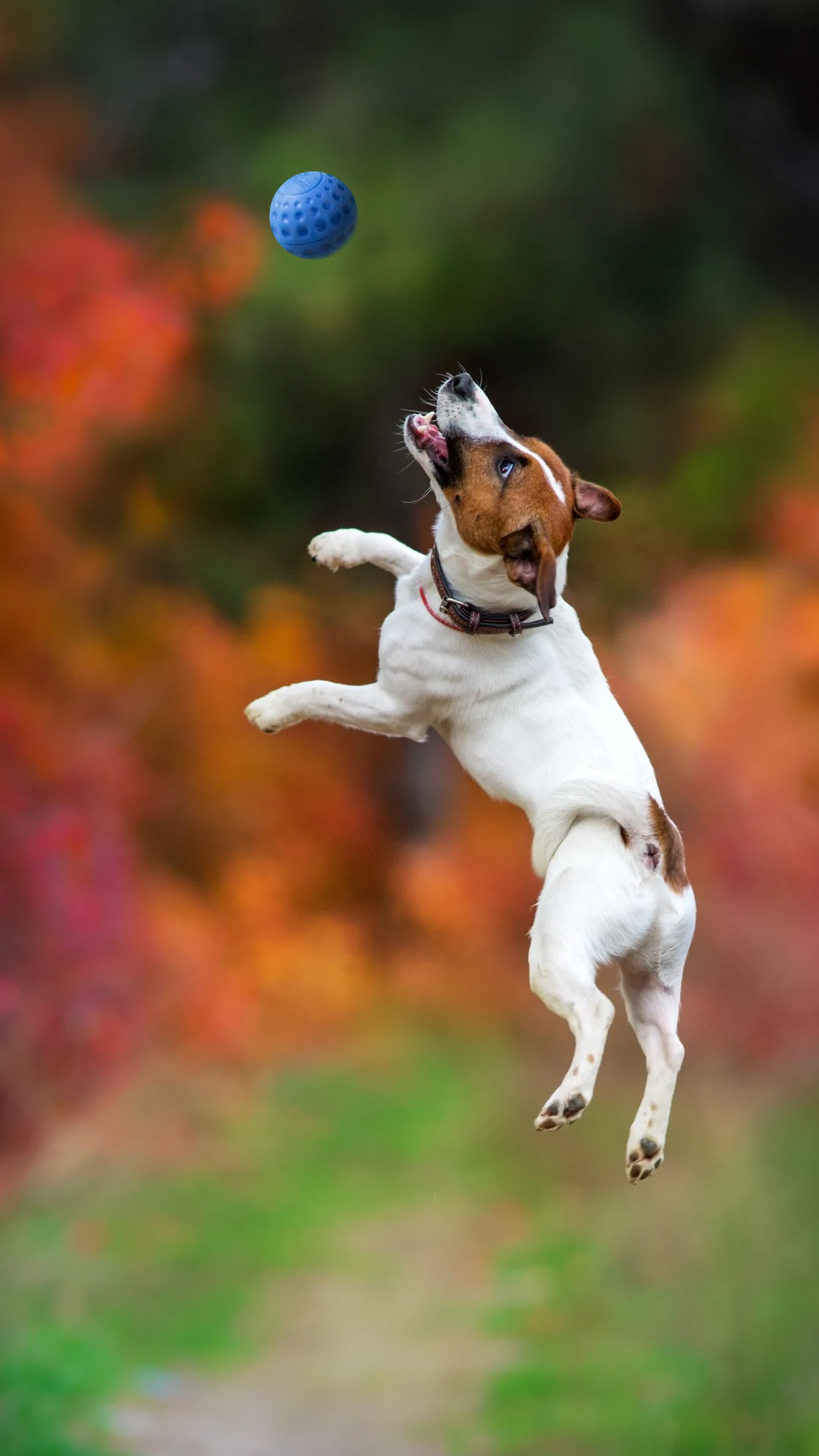 Así debes entrenar a tu perro para que ya no salte sobre tus invitados