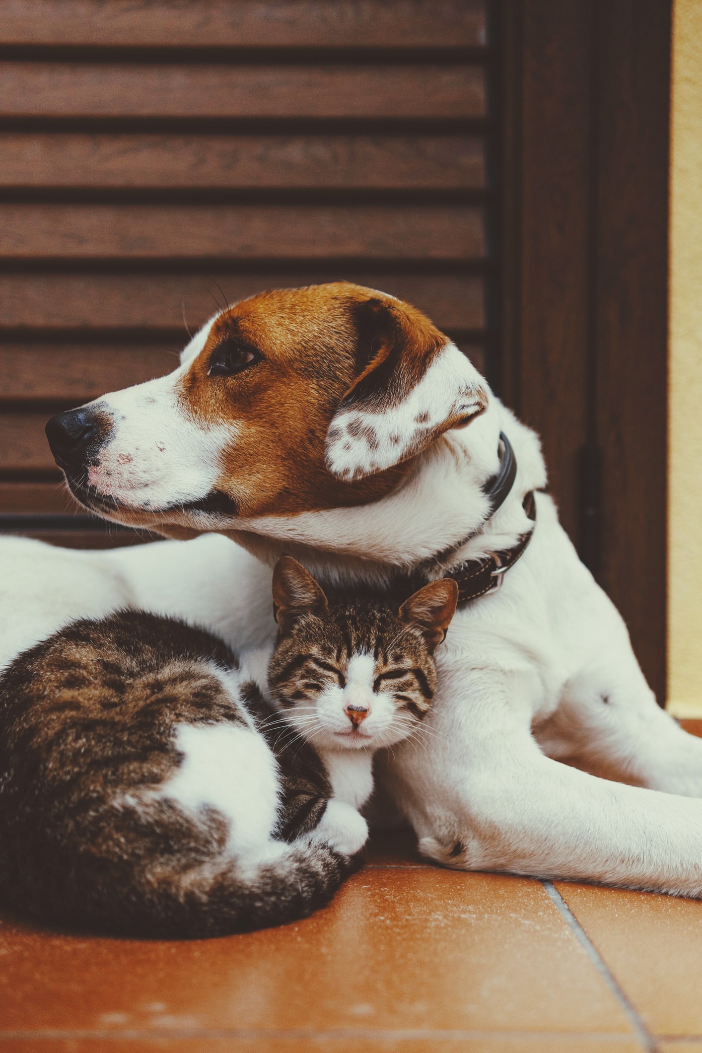 Góc nhìn trưa nay | Thăm trạm cứu hộ động vật bị bỏ rơi tại TP.HCM