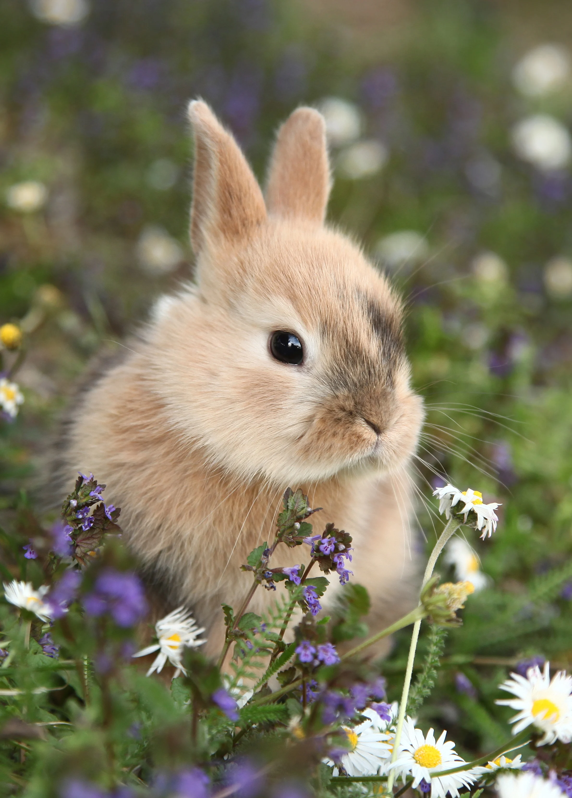 Giant bunny loses in California salad-eating contest
