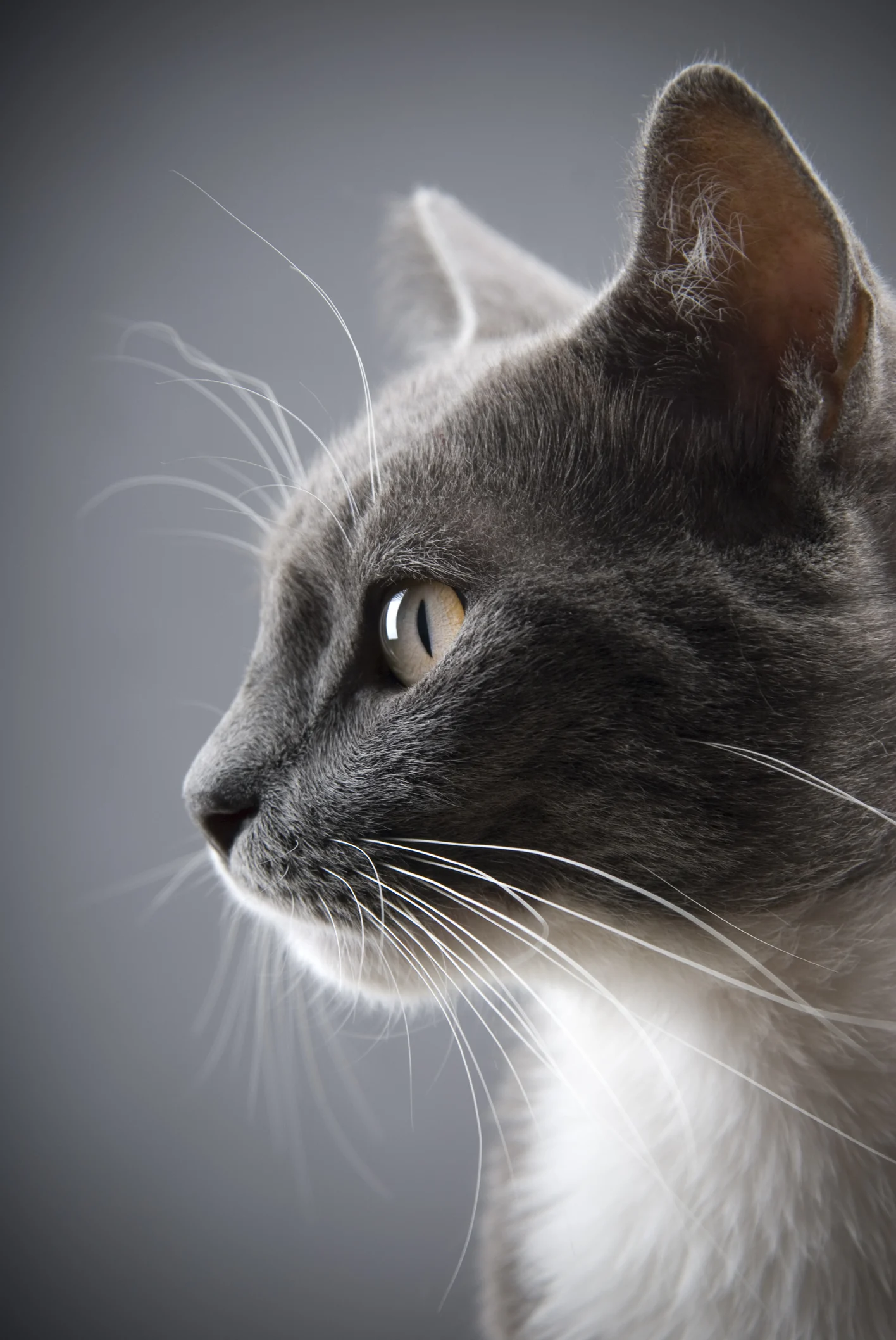 Katze schickt Kollegen ihres Frauchens regelmäßig Nachrichten