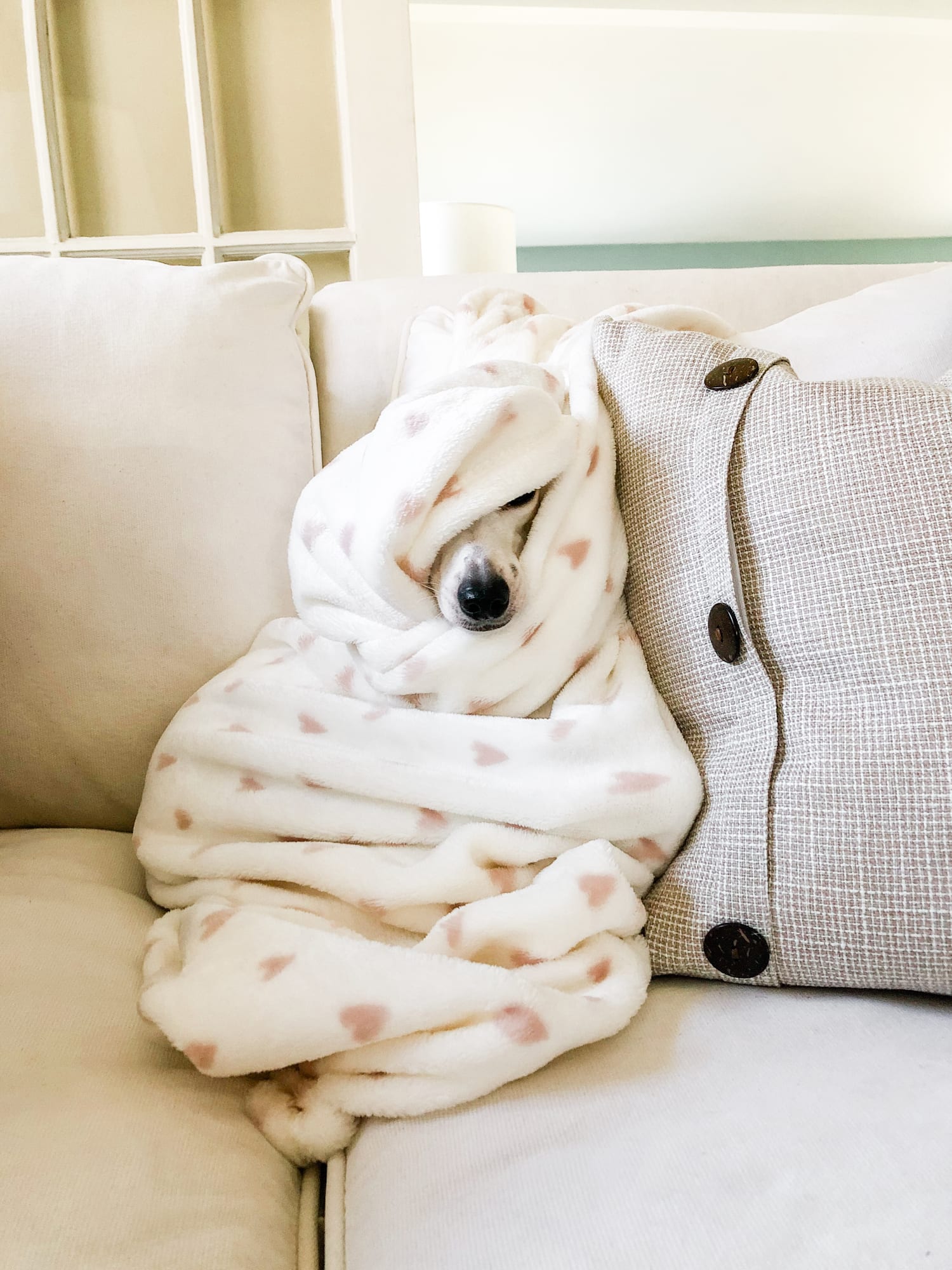 How to keep pets calm in thunderstorms