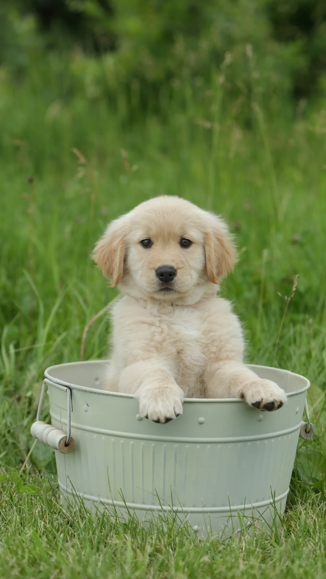 7 razas de perros ideales para familias con niños