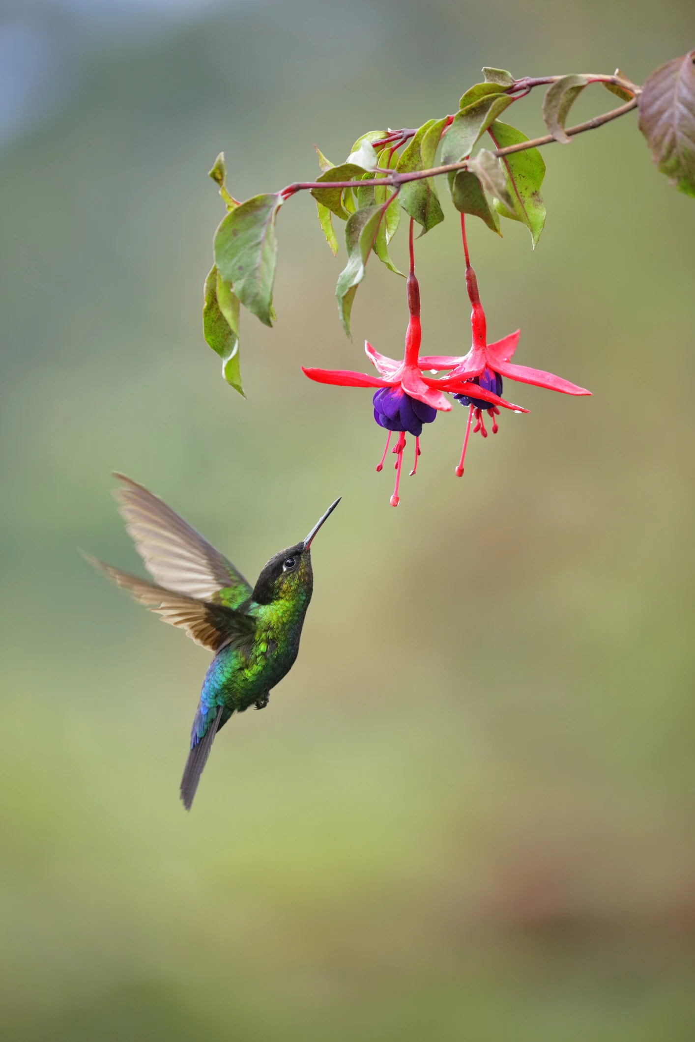 3 flores que debes tener sí o sí en el jardín para atraer colibríes, abejas y mariposas
