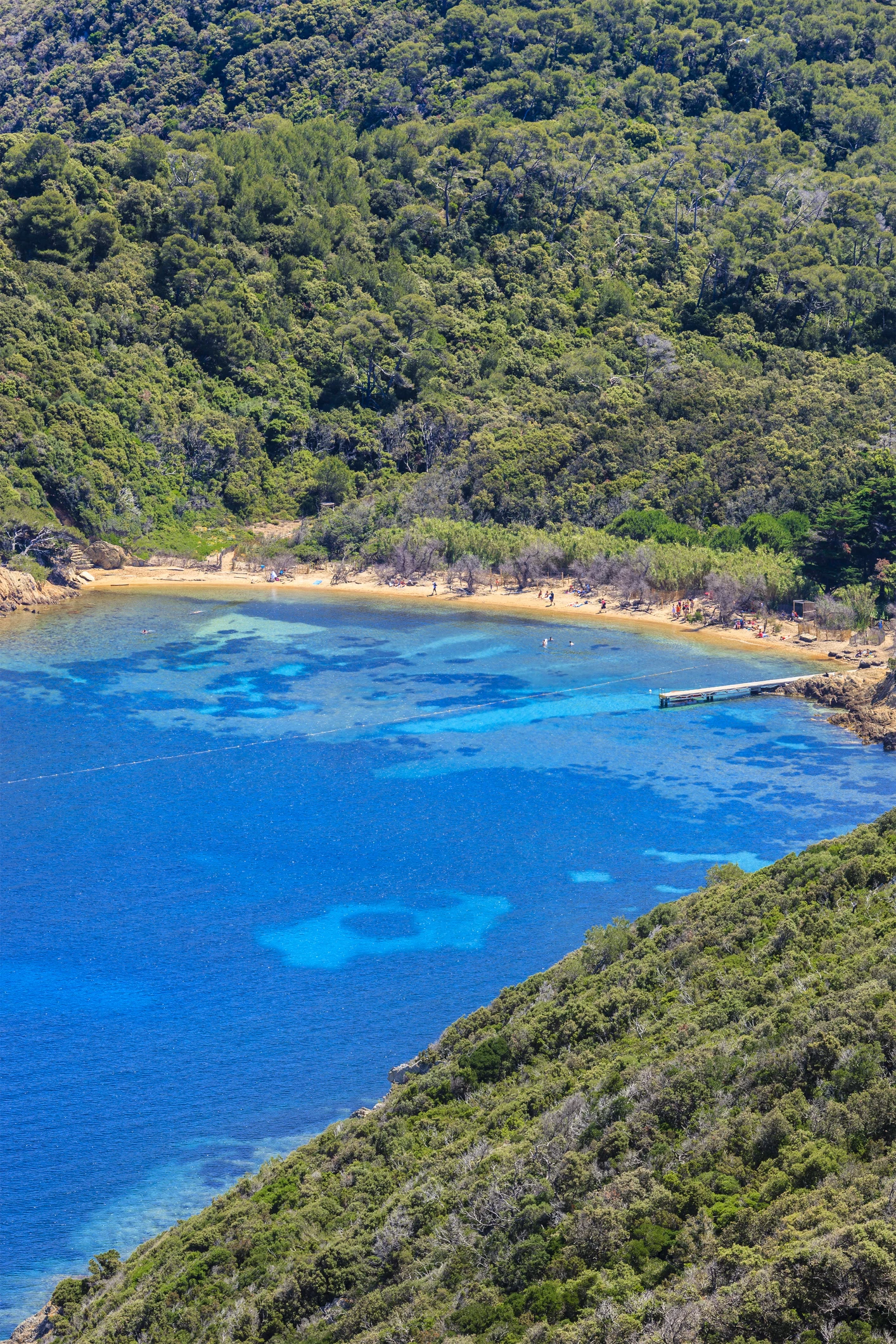 Une algue rouge invasive repérée dans une deuxième zone de Méditerranée française
