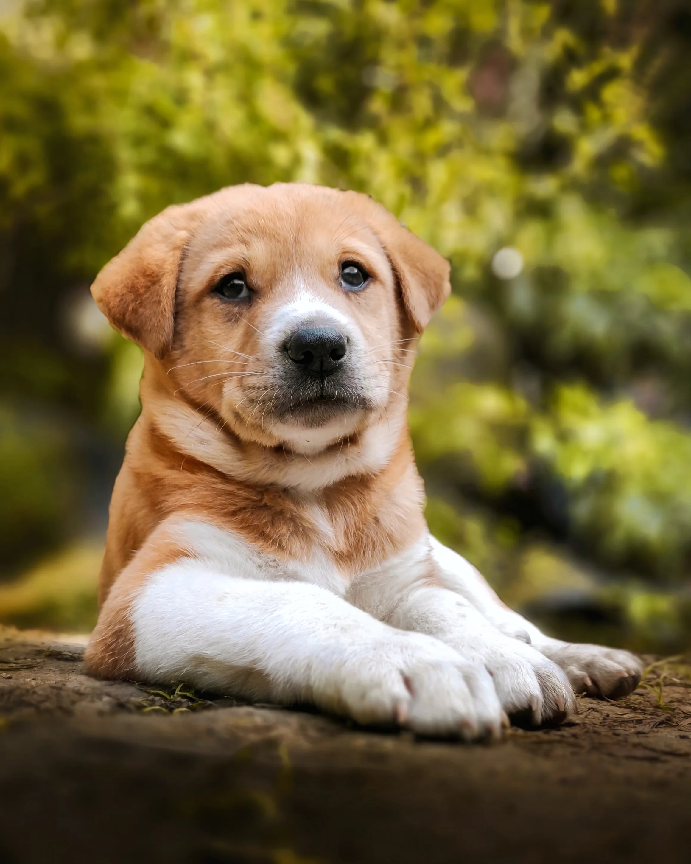 Fascinating images show how pets see their surroundings