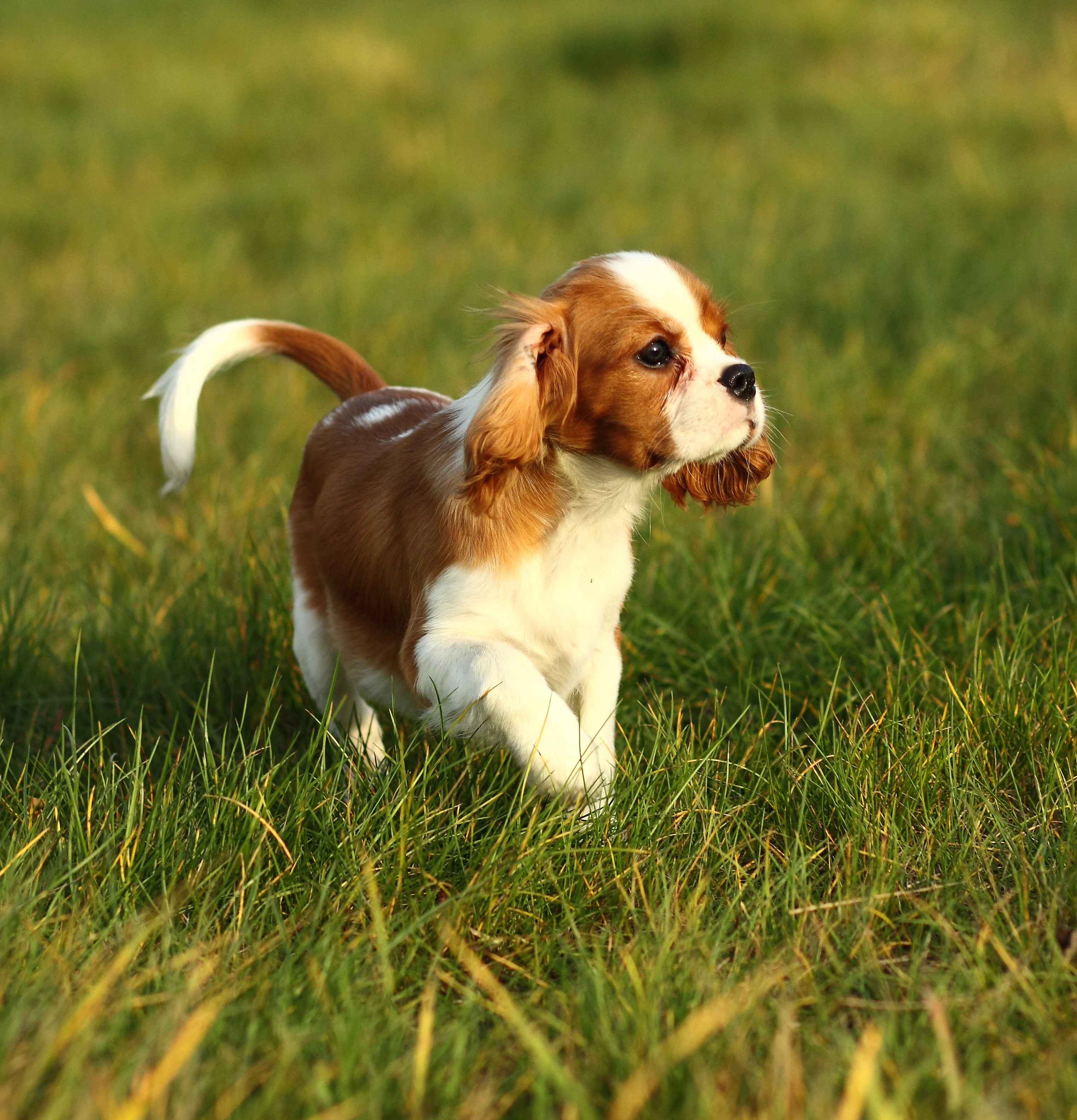 Fanno impazzire tutti: le razze canine più amate del 2022