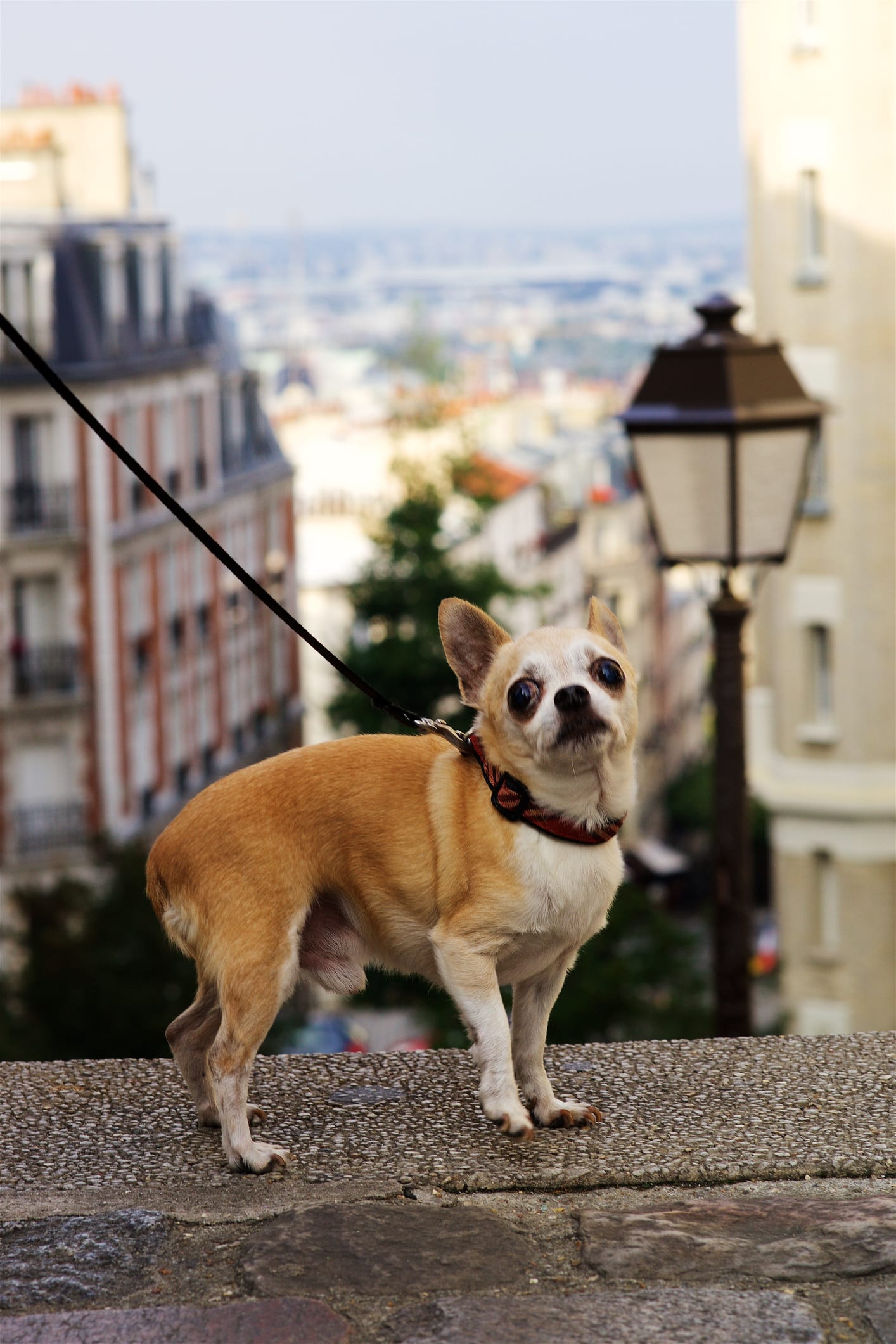 Dogs with more active owners 'get more exercise'