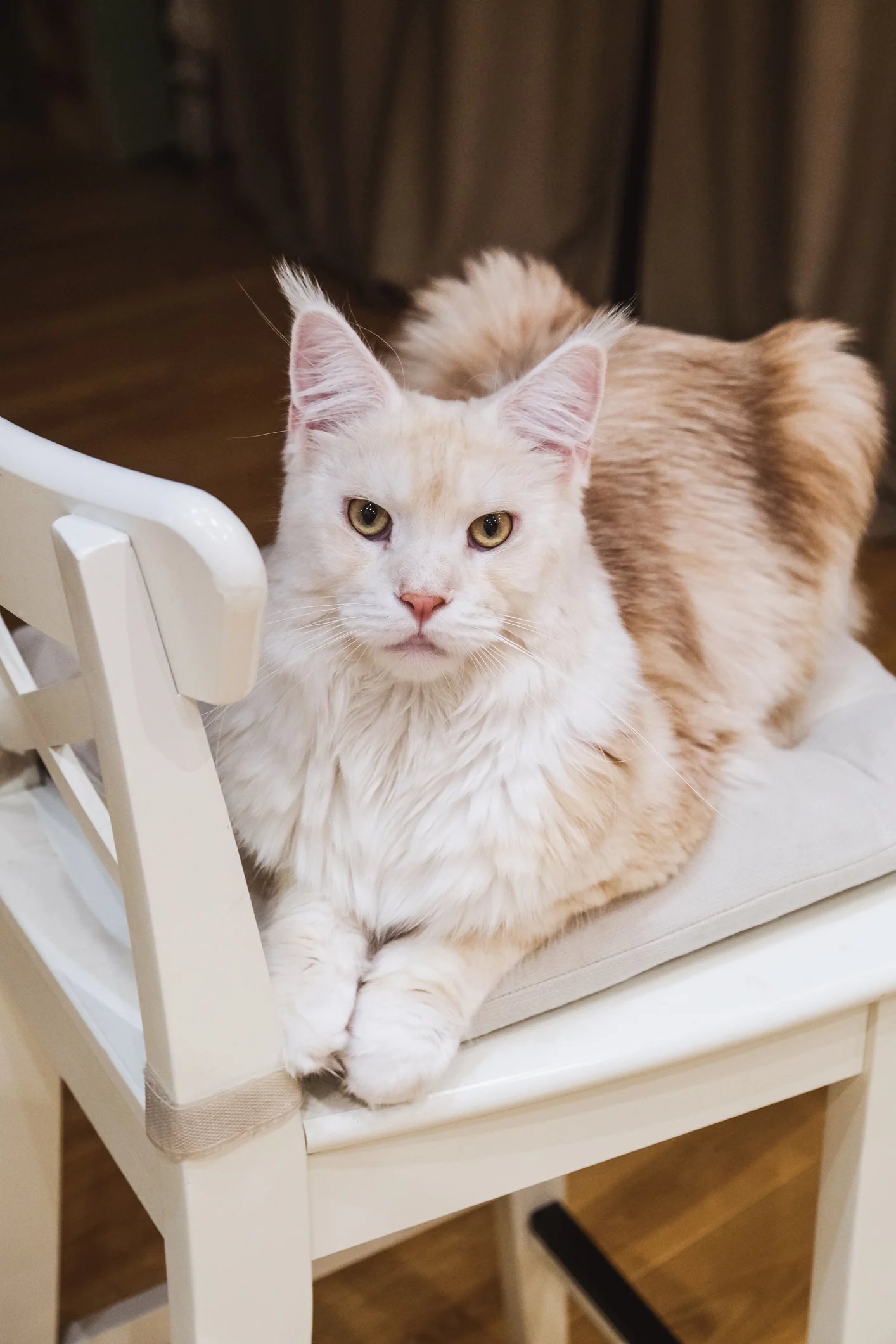 Video verblüfft das Netz: Ist das die größte Katze der Welt?