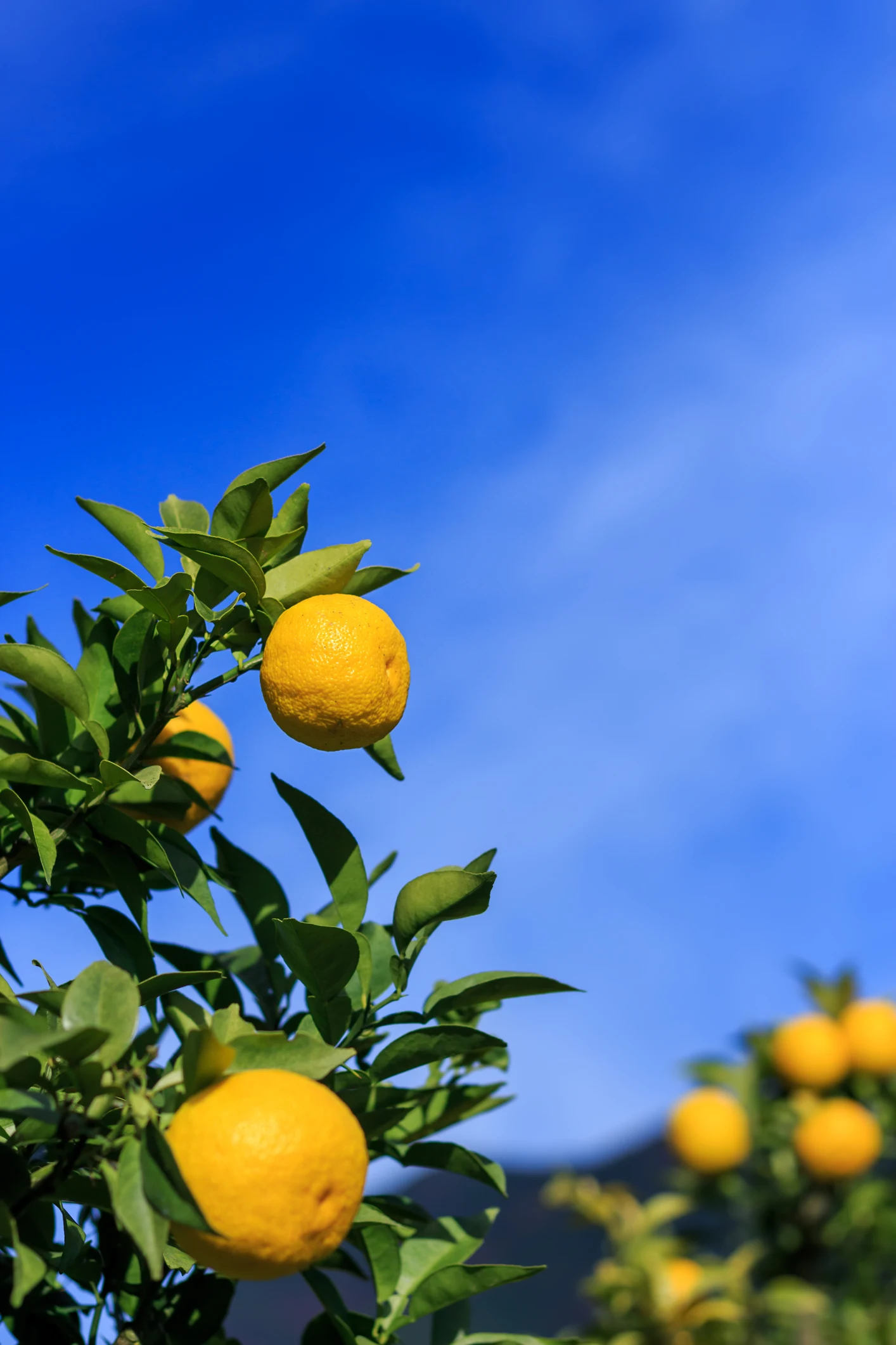 高知アイス、自社農園でゆず栽培　繁忙期は社員も農作業