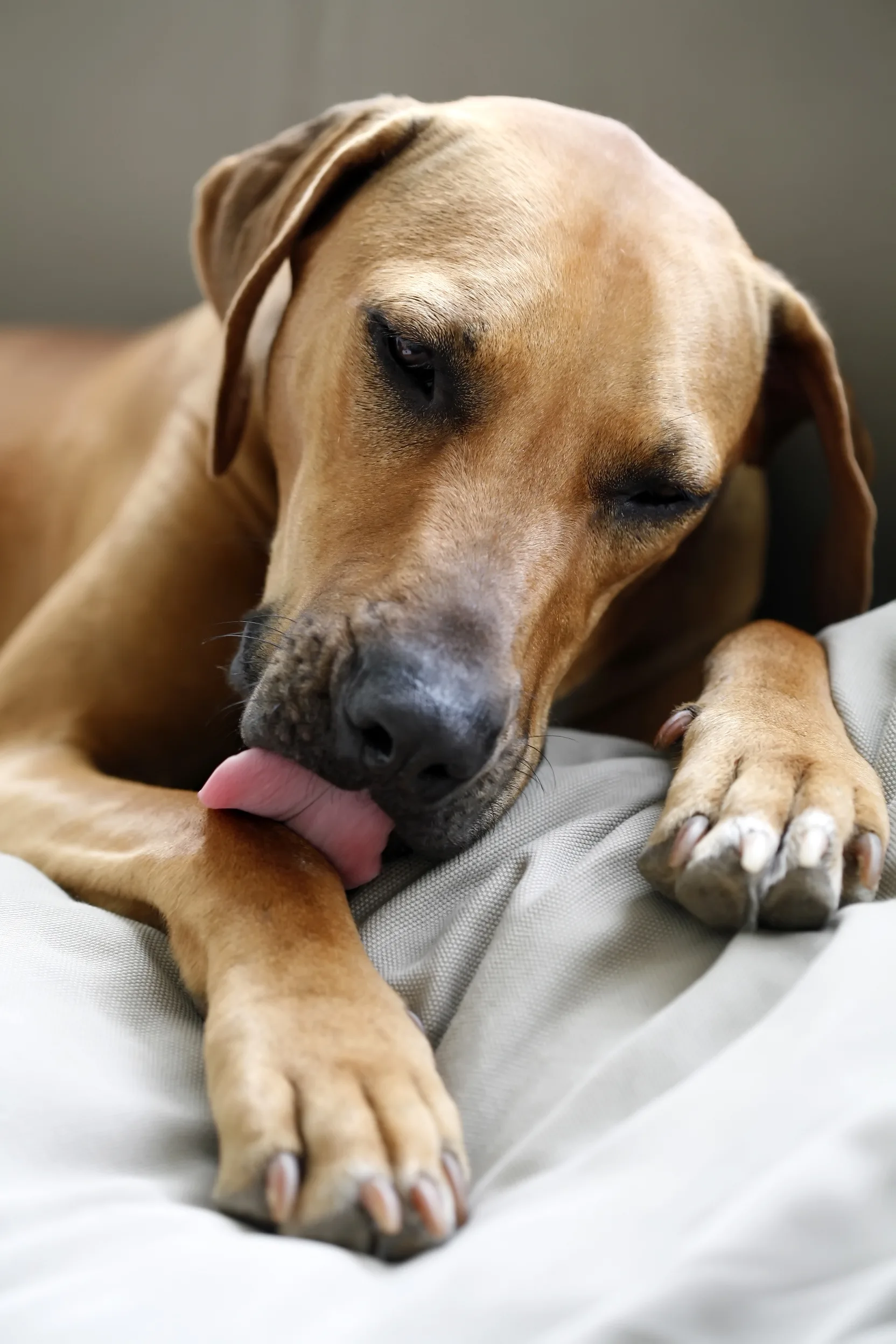 ¿Por qué los perros se lamen las heridas y por qué es importante evitarlo?