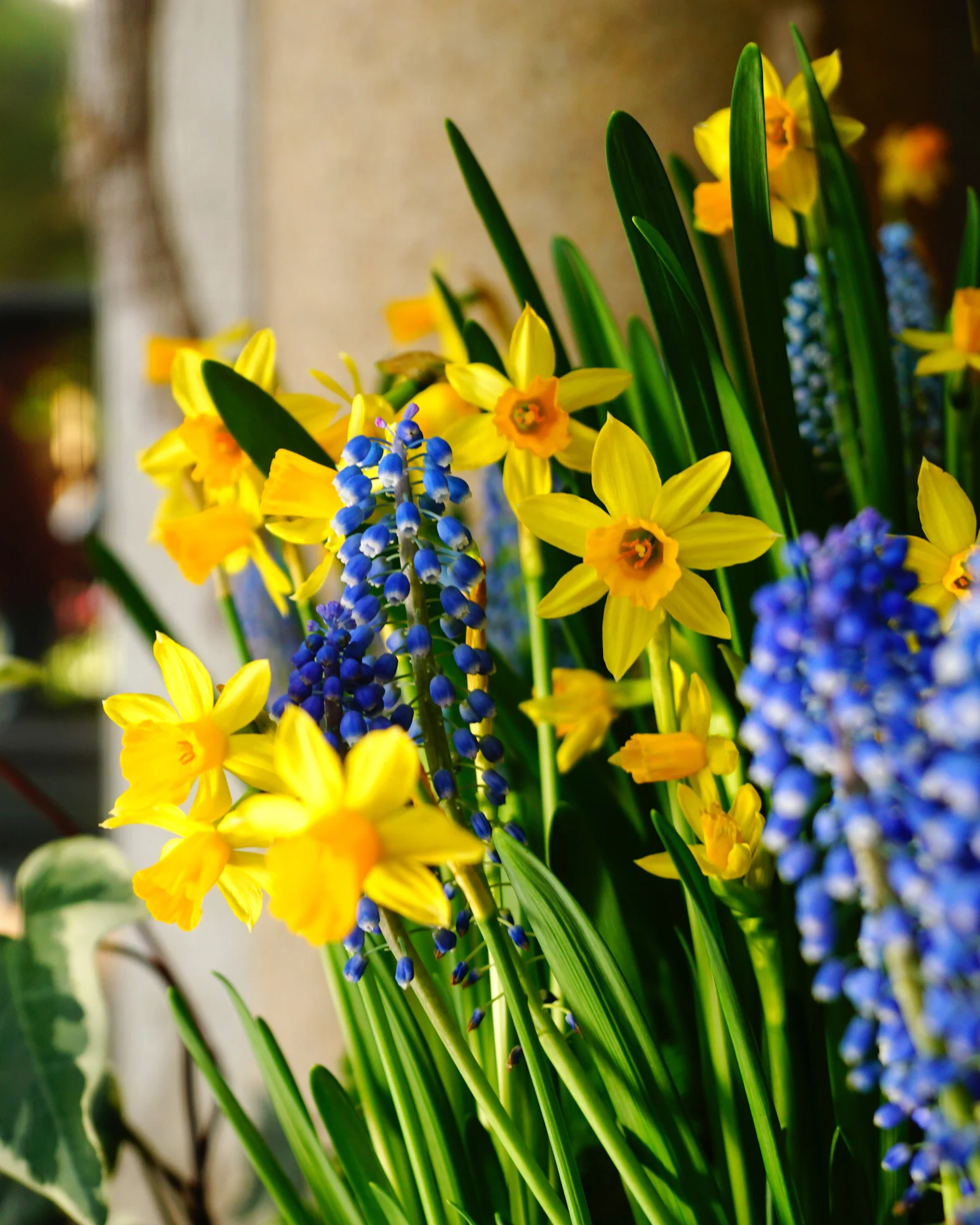 Can you find three daffodils among the spring plants in 40 seconds?