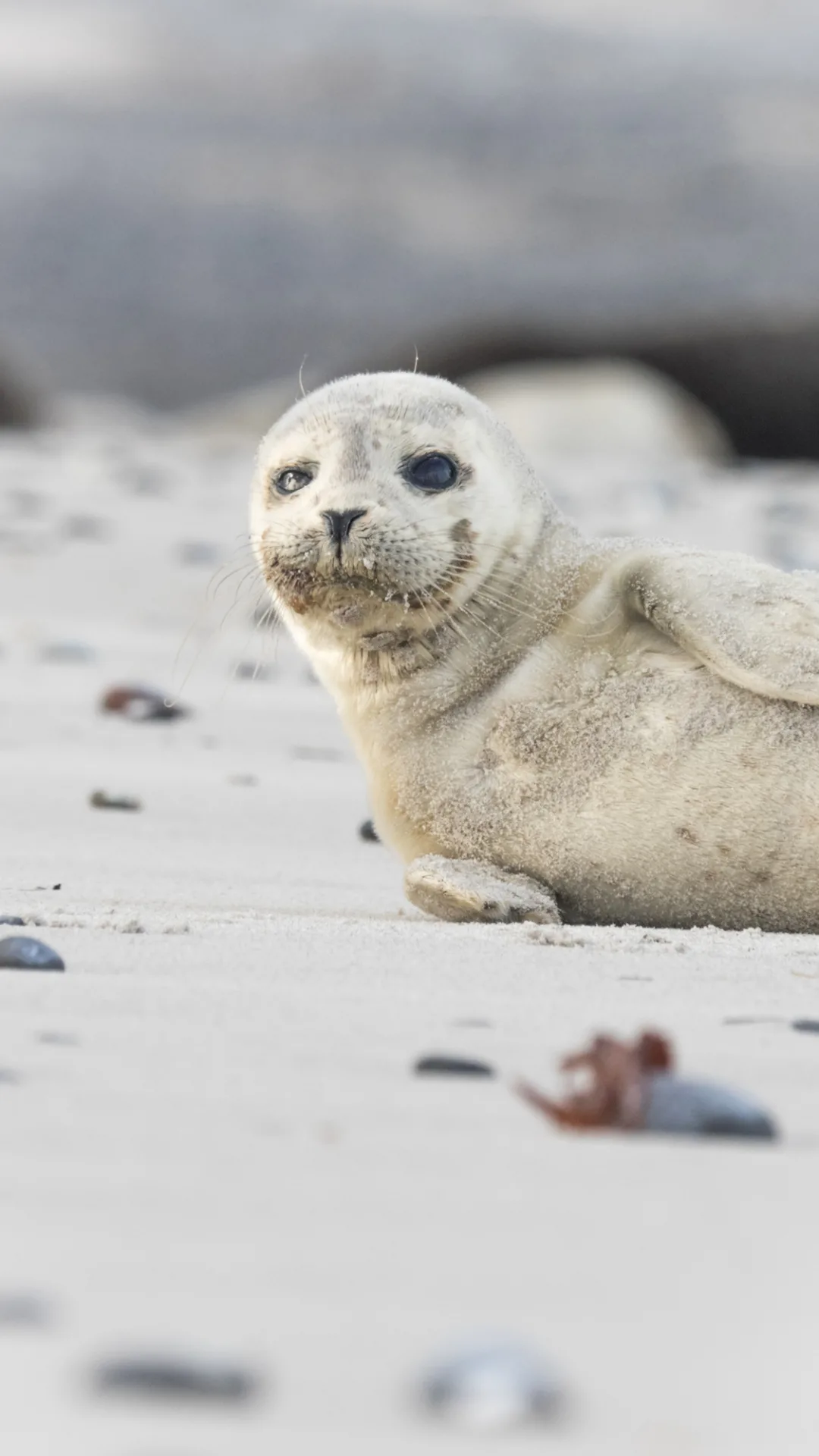 Seals can change the tone of their voice just like humans, study finds