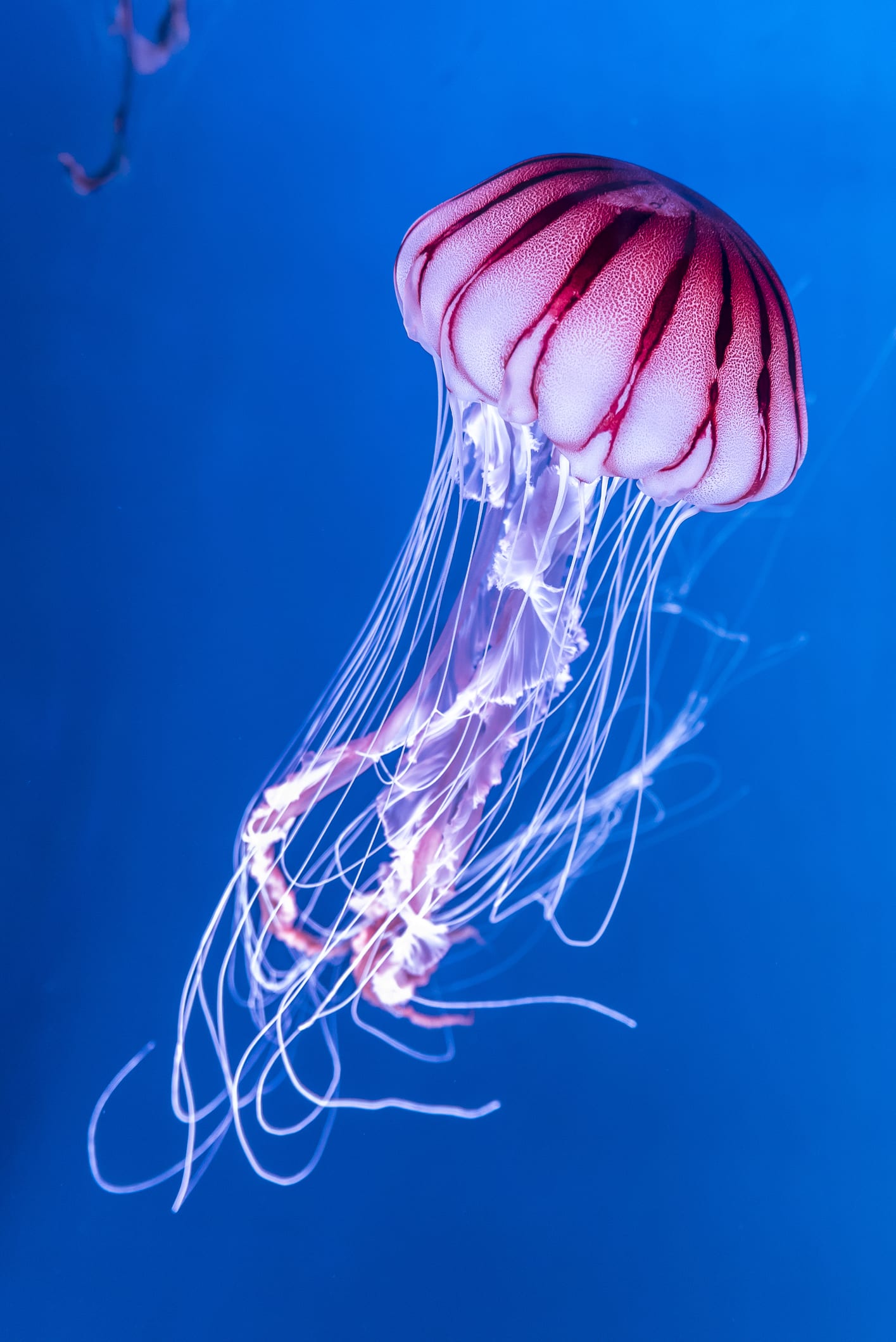 Las medusas atesoran claves del sistema nervioso más ancestral