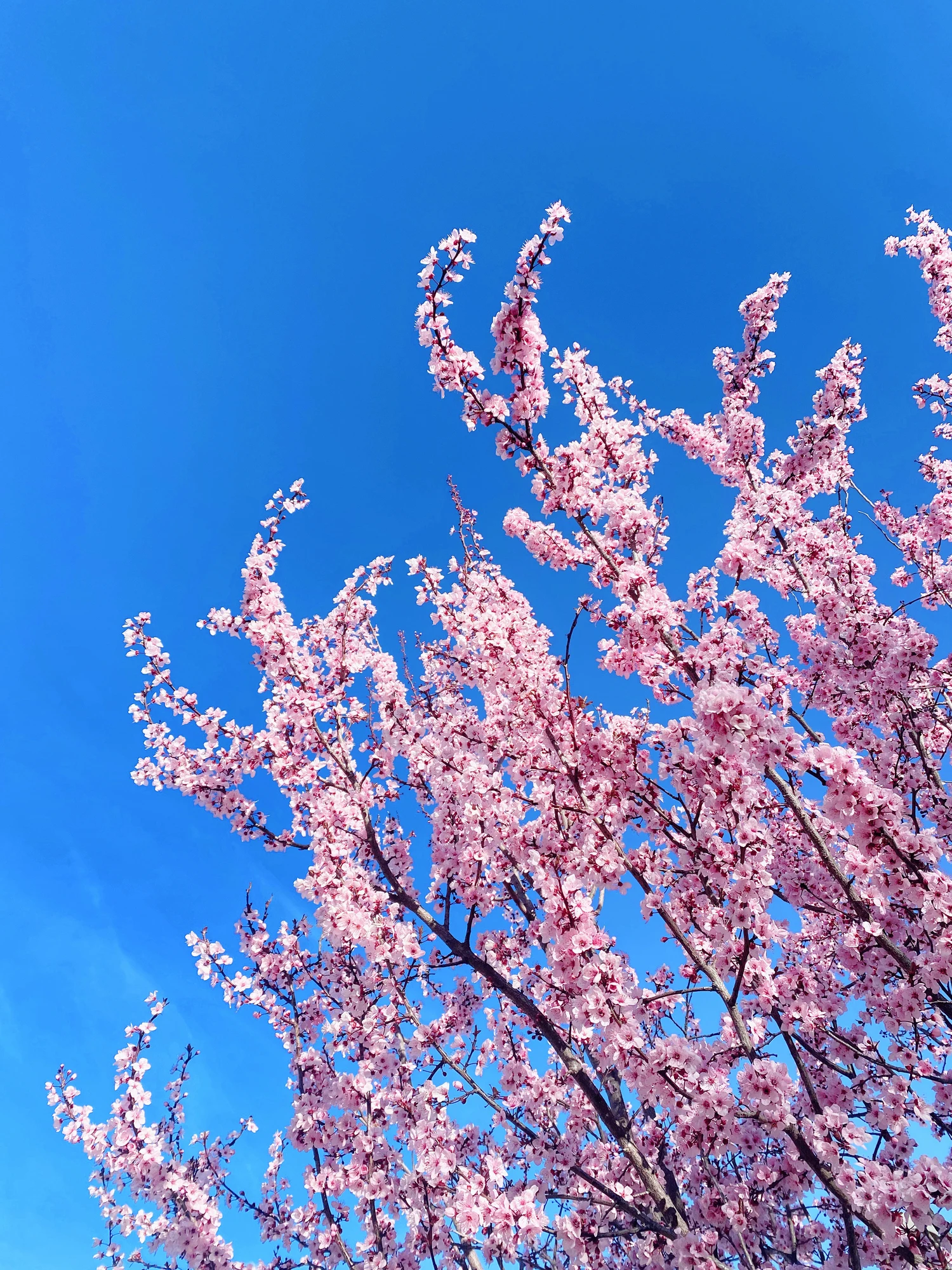 A história de uma fotografia entre a beleza das amendoeiras em flor