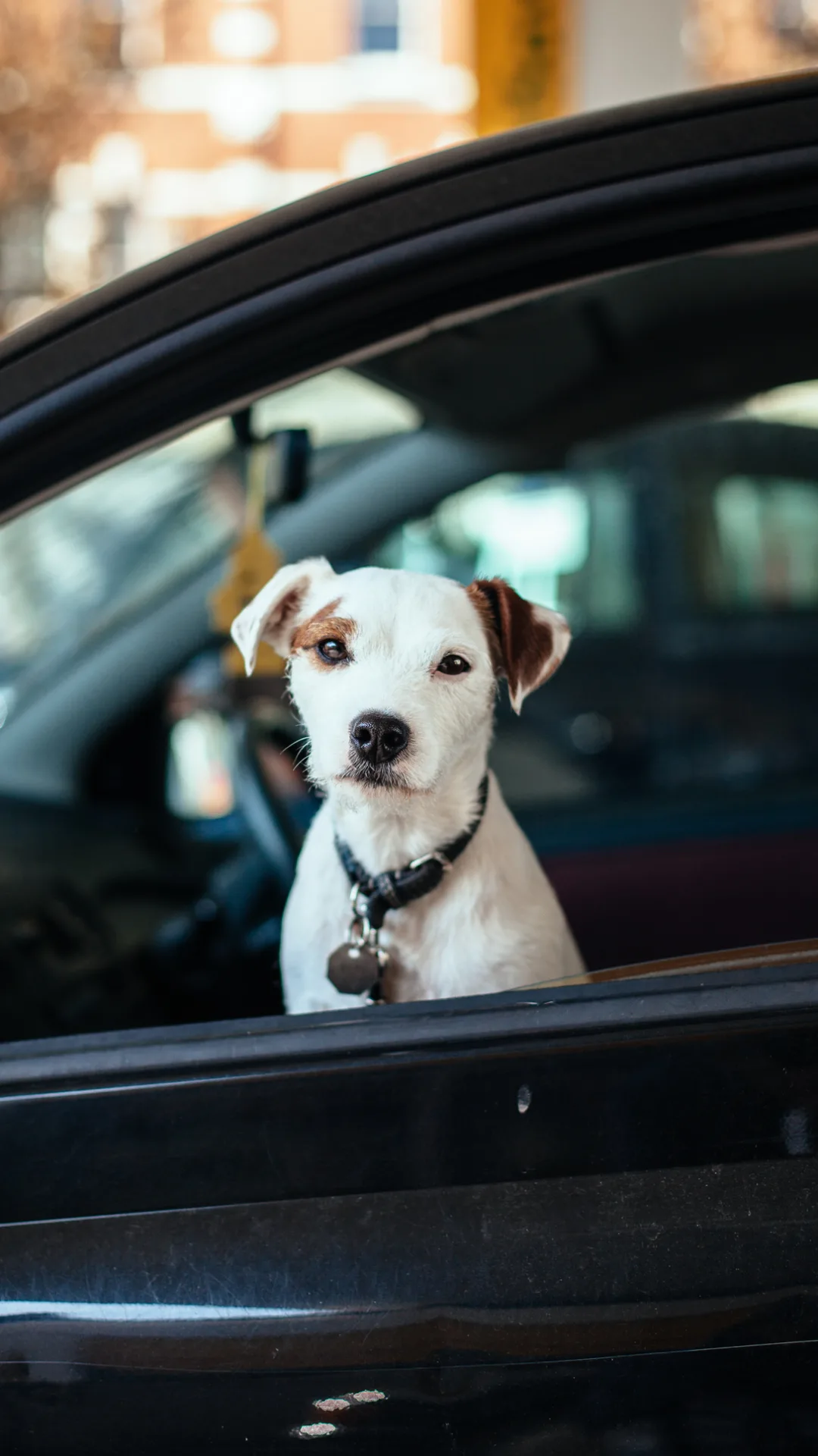 What to do if you see a dog trapped in a hot car