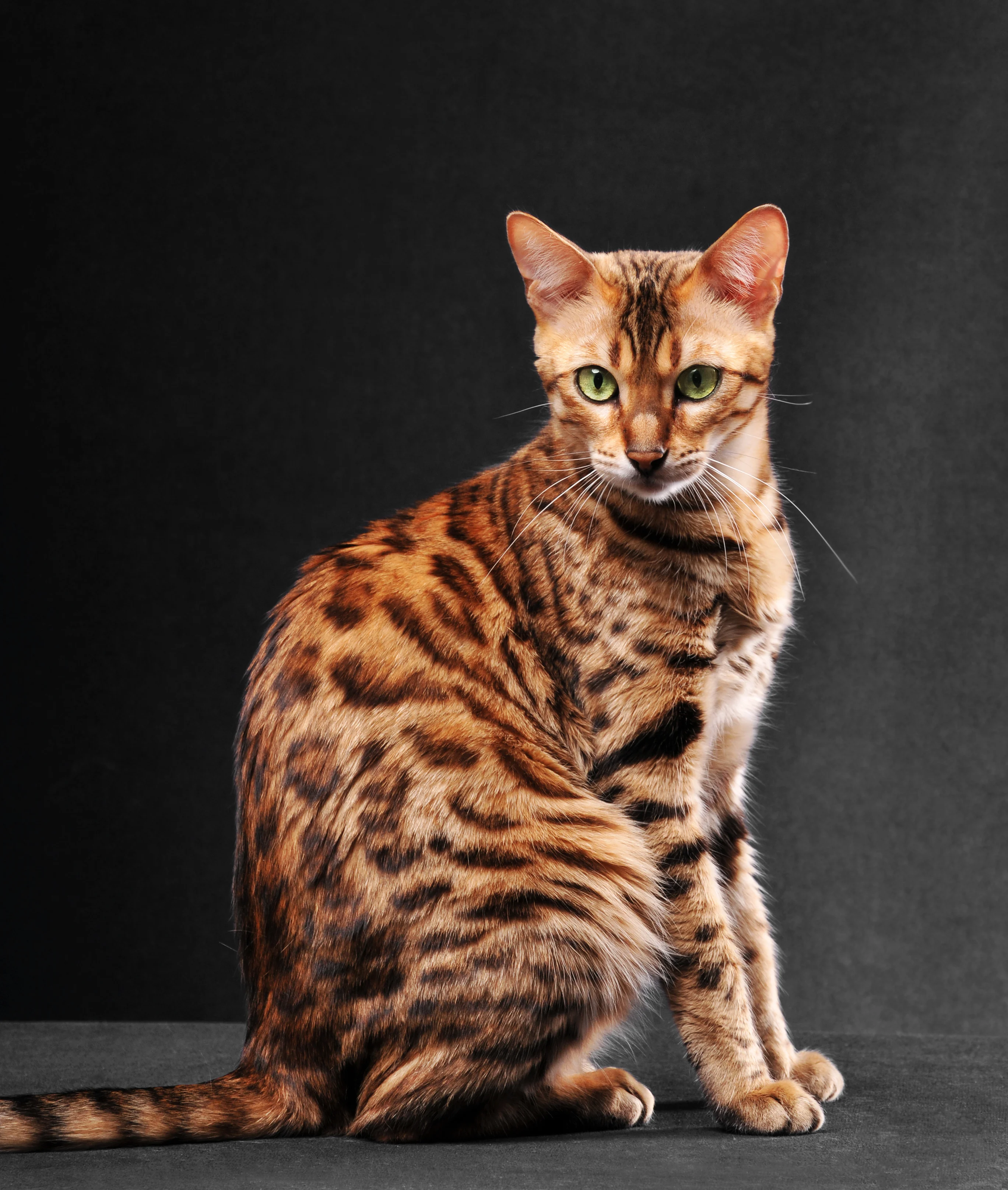 The 10 Most Expensive Cat Breeds in the World