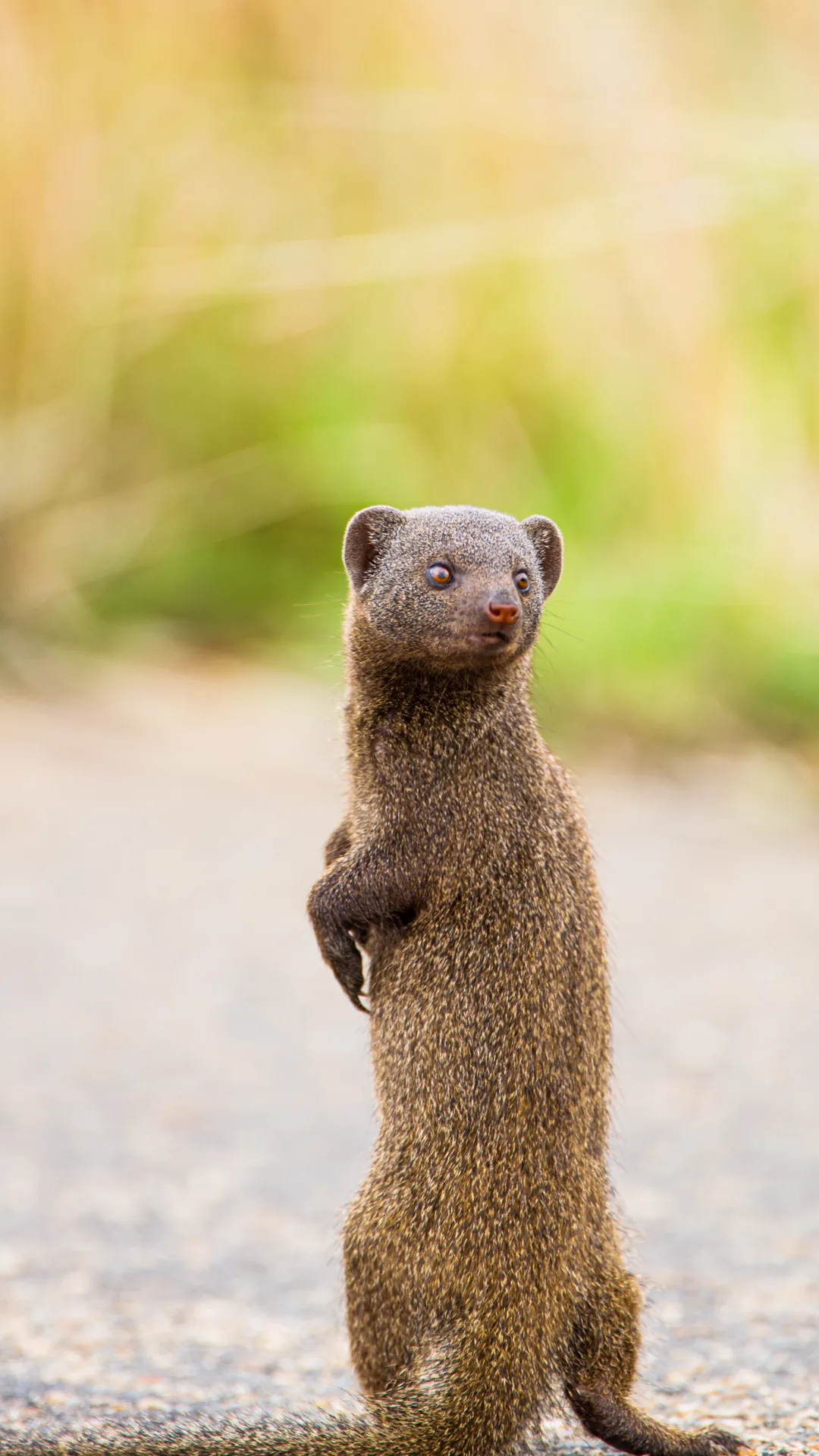 Wild mongooses remember bullies and give them the 'cold shoulder'