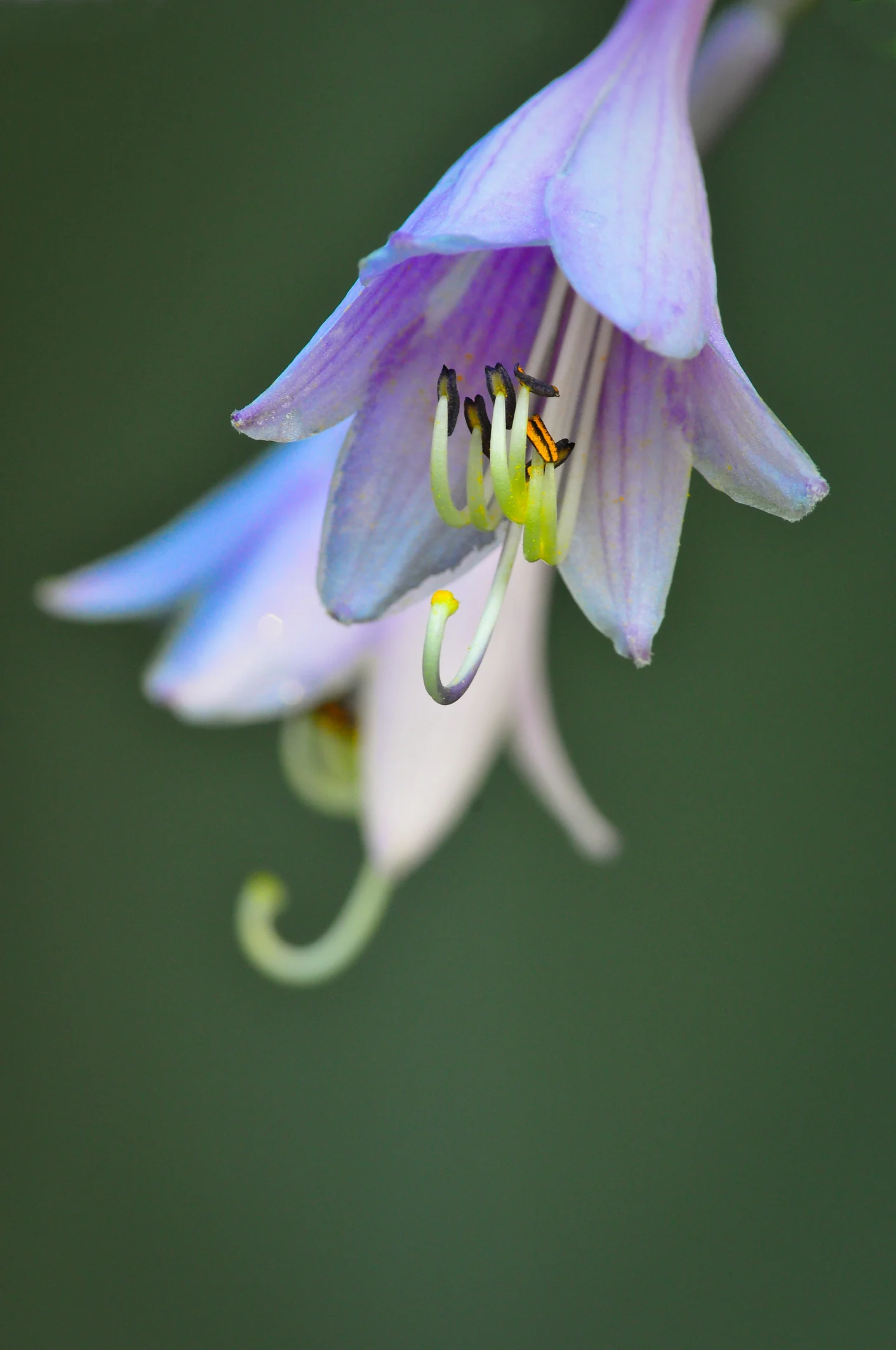 Plants that like wet feet