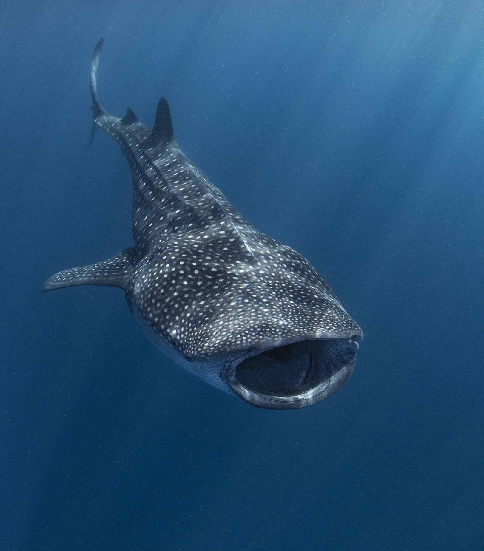 The world's largest fish is very mysterious, and endangered