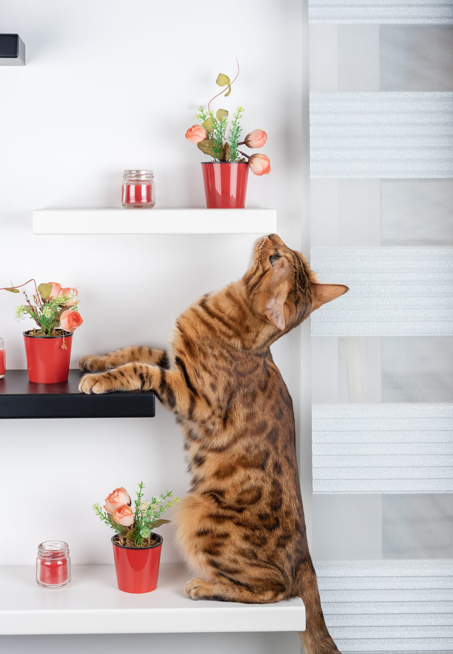 猫が朝早くに飼い主を起こしにくる理由 対処法は|獣医師が解説