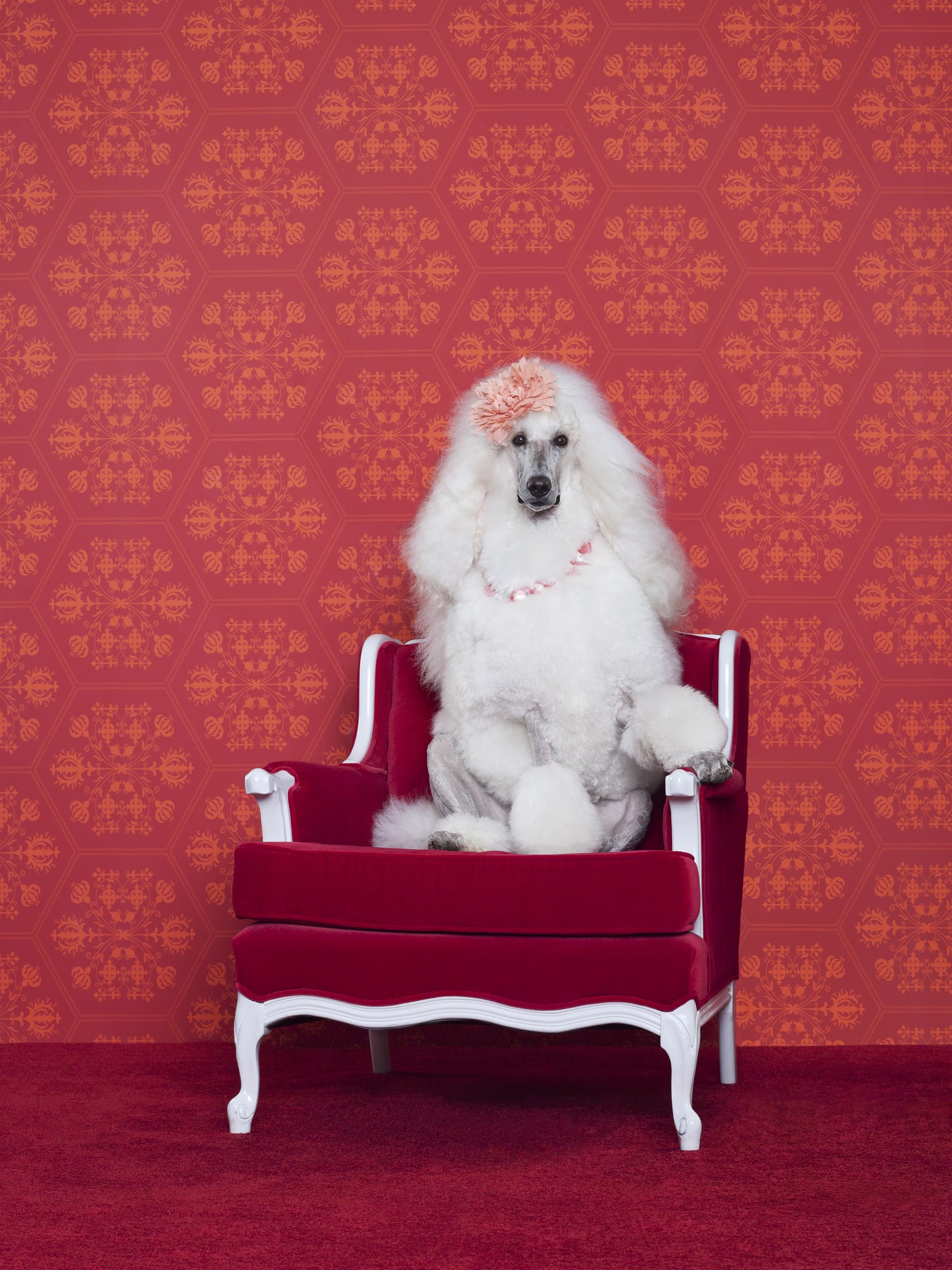 Dogs travel the world with owner on over 70 flights so far!