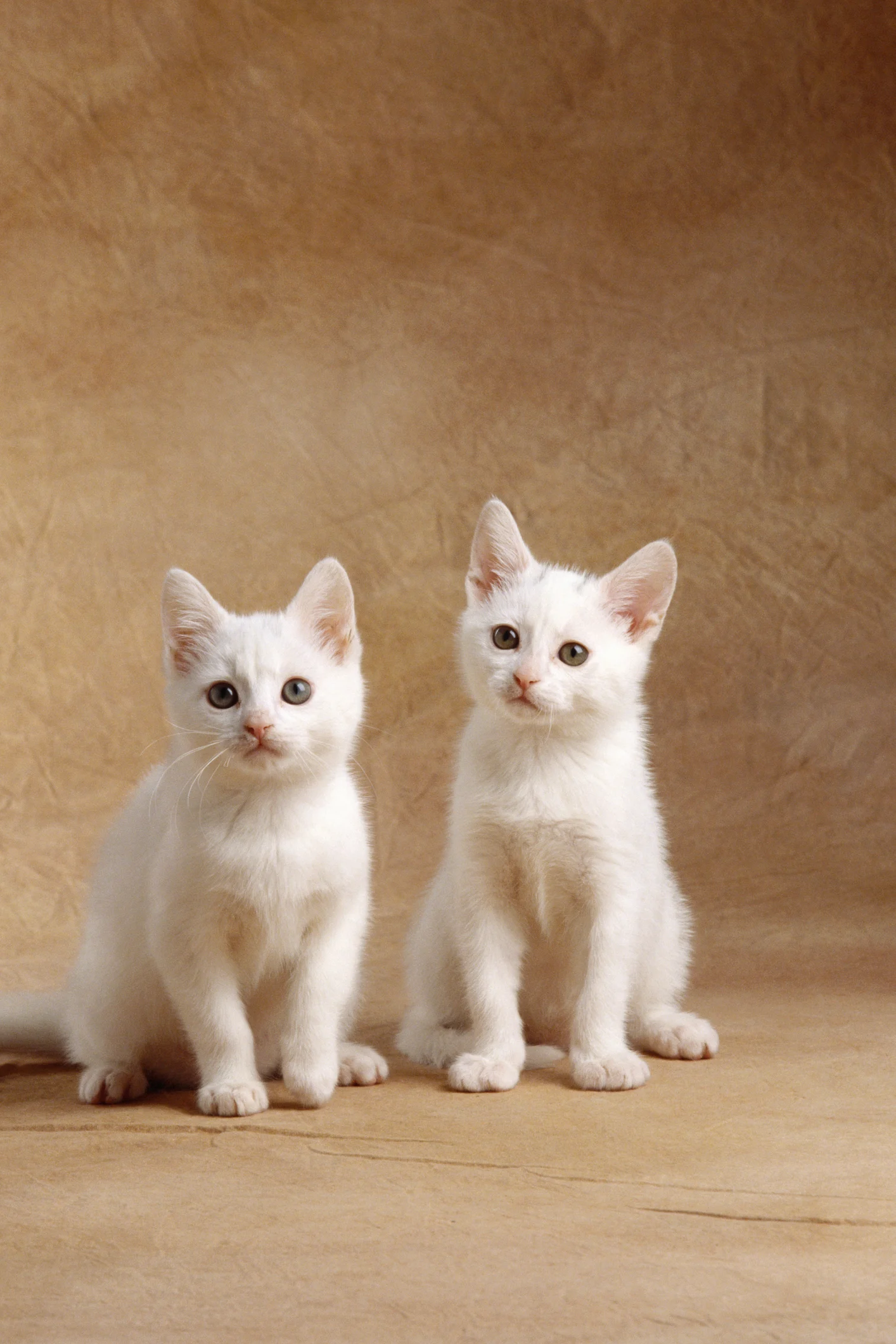 Super cute kitten has markings that make him look like a mini Zorro