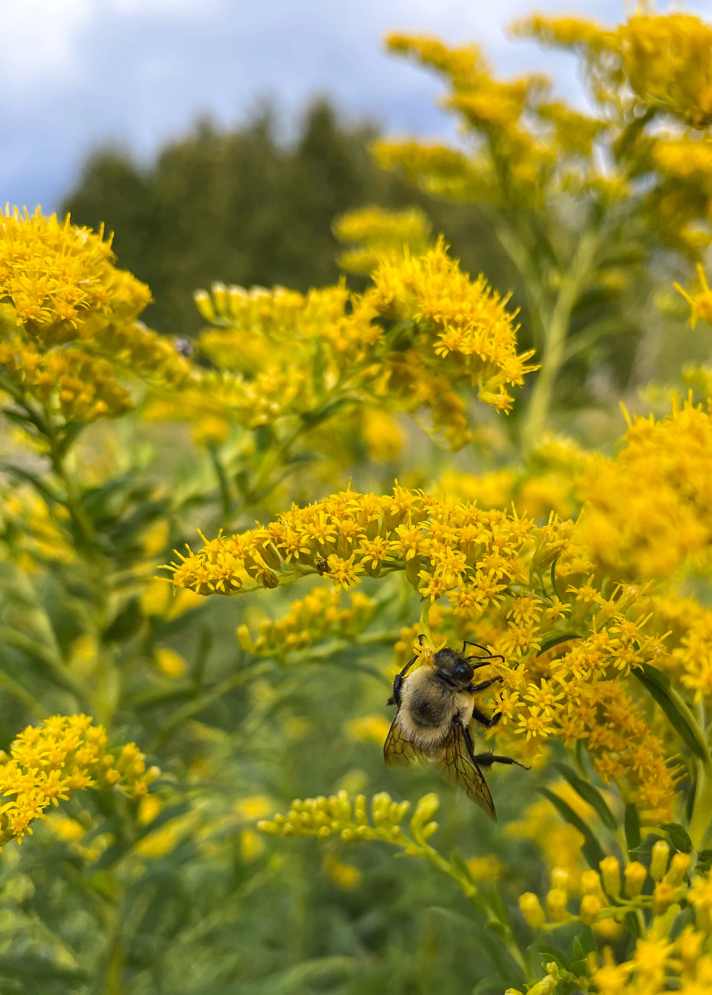 Australia is Exterminating Tens of Millions of Bees After Being Hit by Varroa Mite Plague